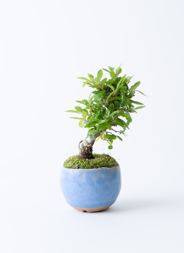 産地直送 ニレケヤキ Mサイズ 鉢色 淡藤／山形 石木花からお届け