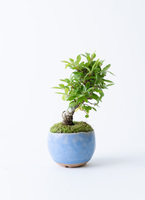 三河盆栽　ニレケヤキ　株立　盆栽 三河盆栽 ニレケヤキ 株立 盆栽 雑木盆栽 ケヤキ根連なり3幹