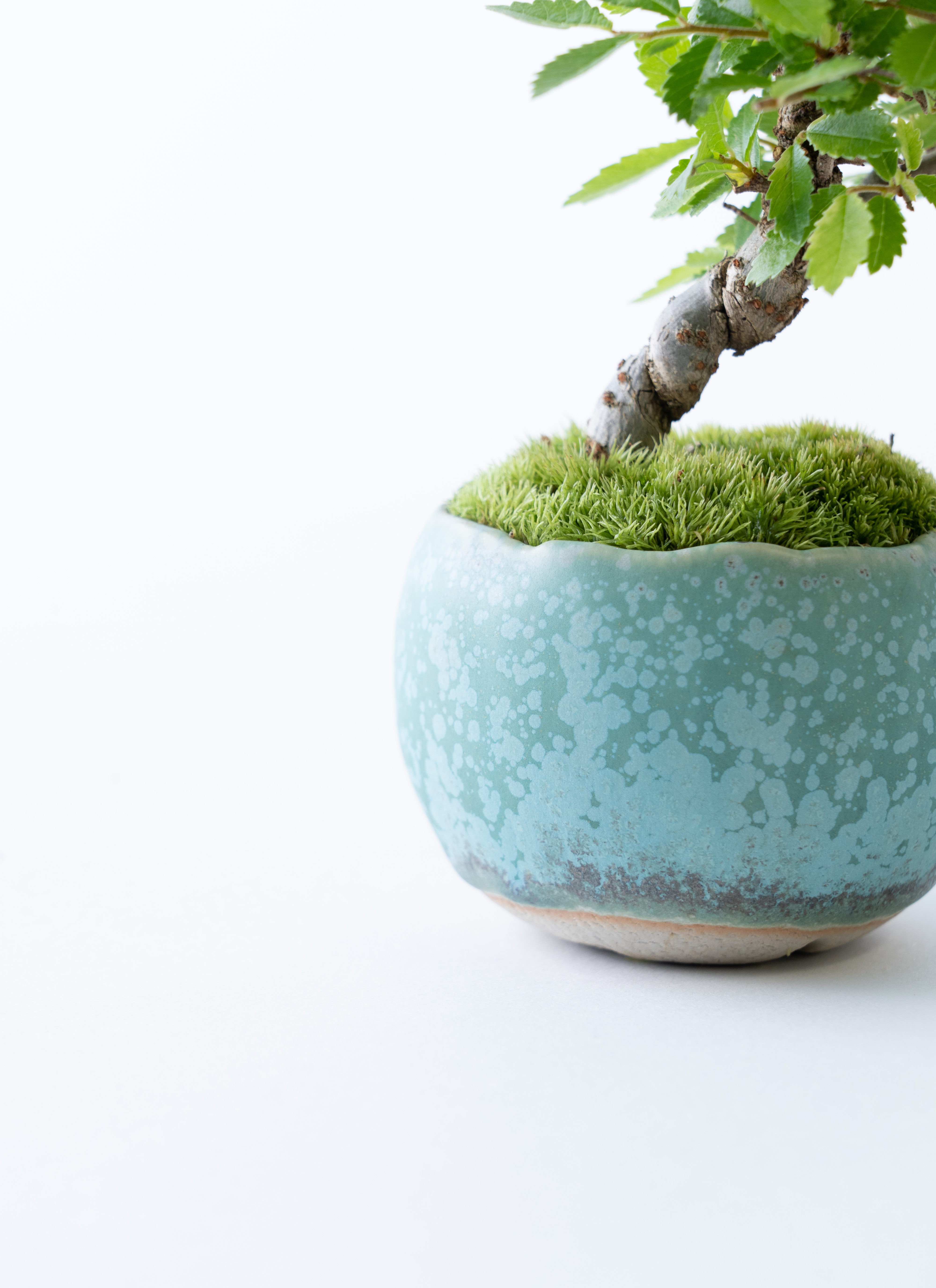 ミレケヤキ盆栽　石付き 楡欅石付き盆栽 ニレケヤキの石付き盆栽 にれけやき bonsai 送料