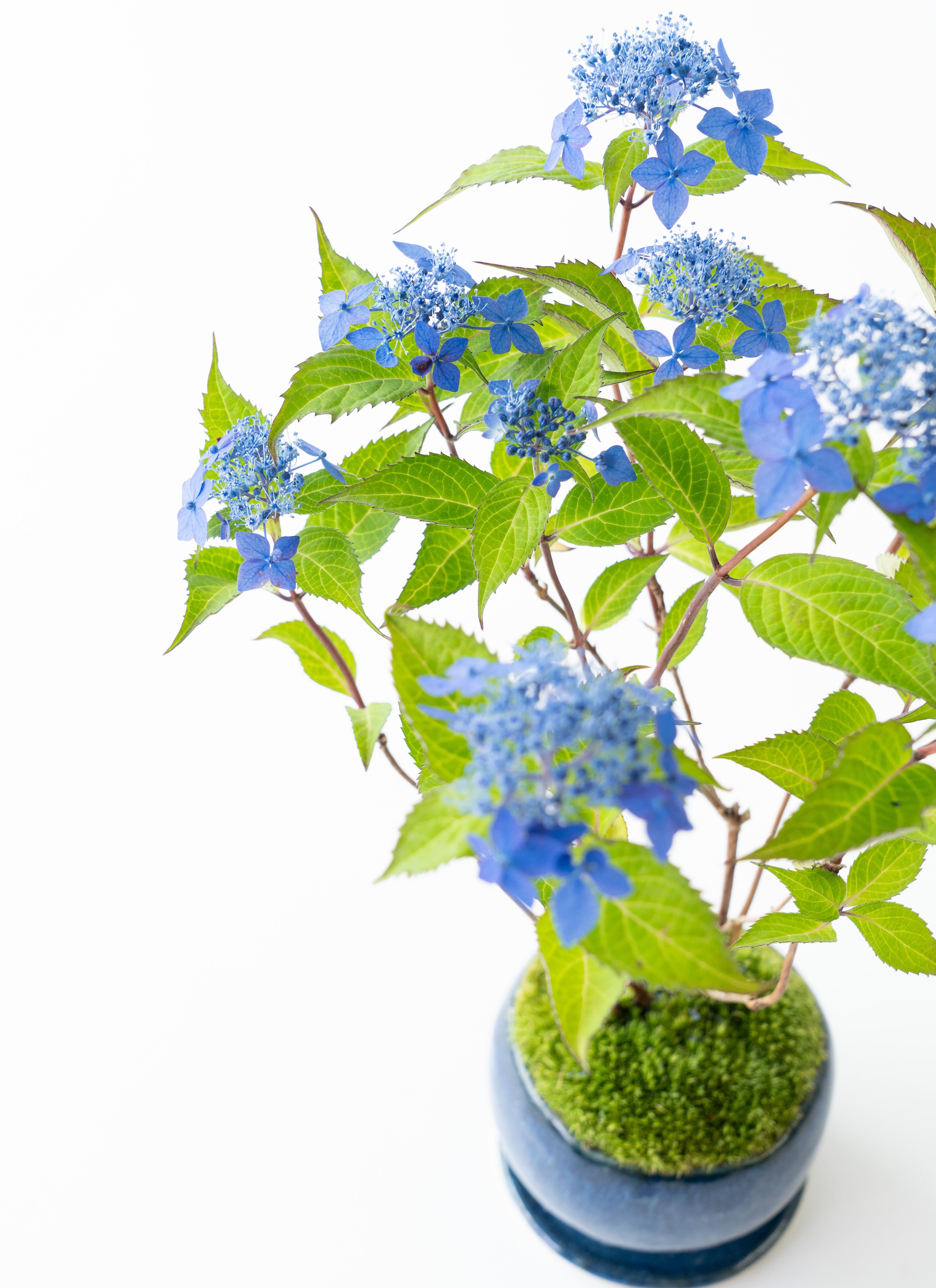 産地直送 盆栽 ヤマアジサイ 2Lサイズ 鉢色 藍（受け皿セット）／山形