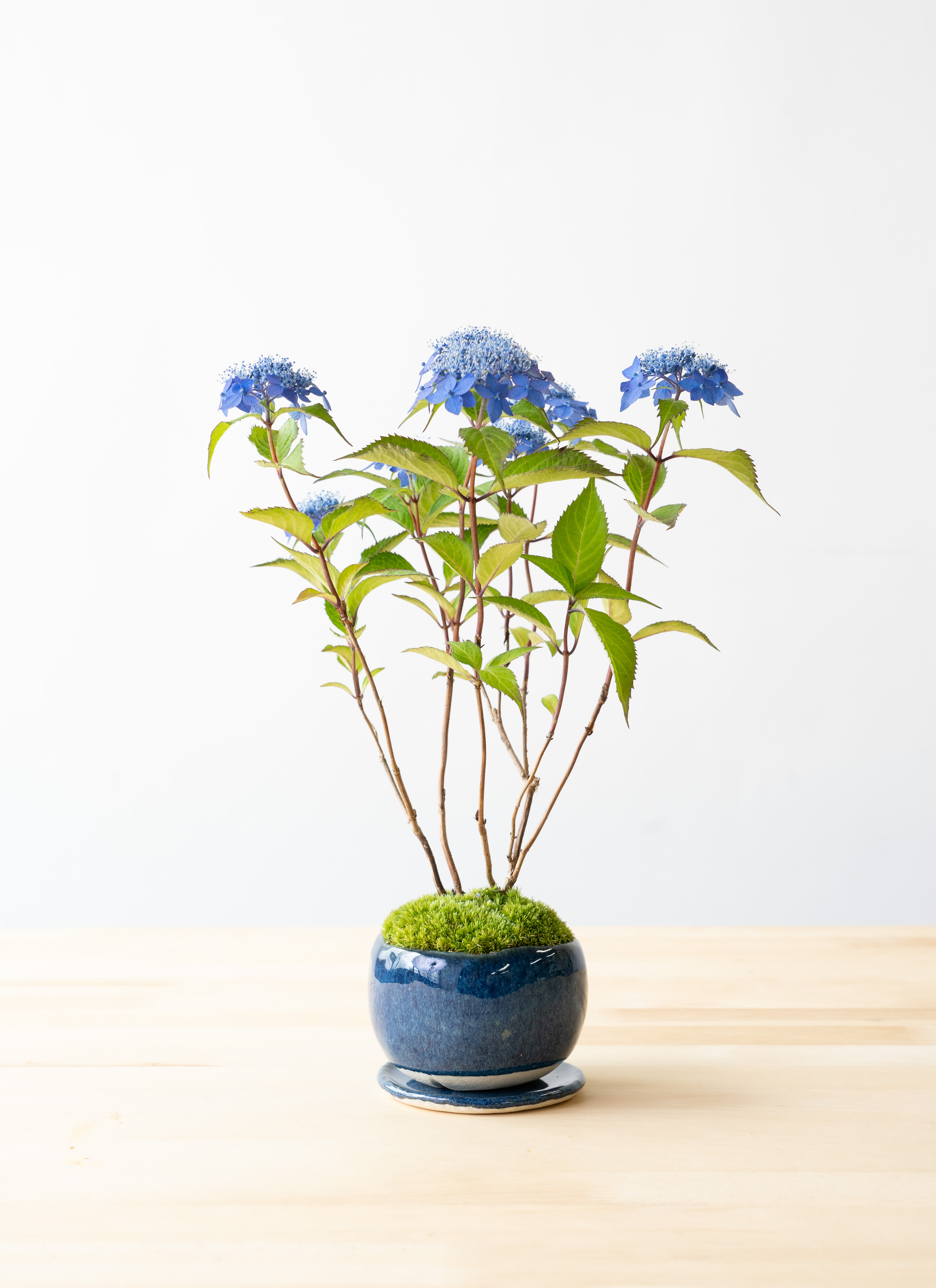産地直送 盆栽 ヤマアジサイ 2Lサイズ 鉢色 藍（受け皿セット）／山形
