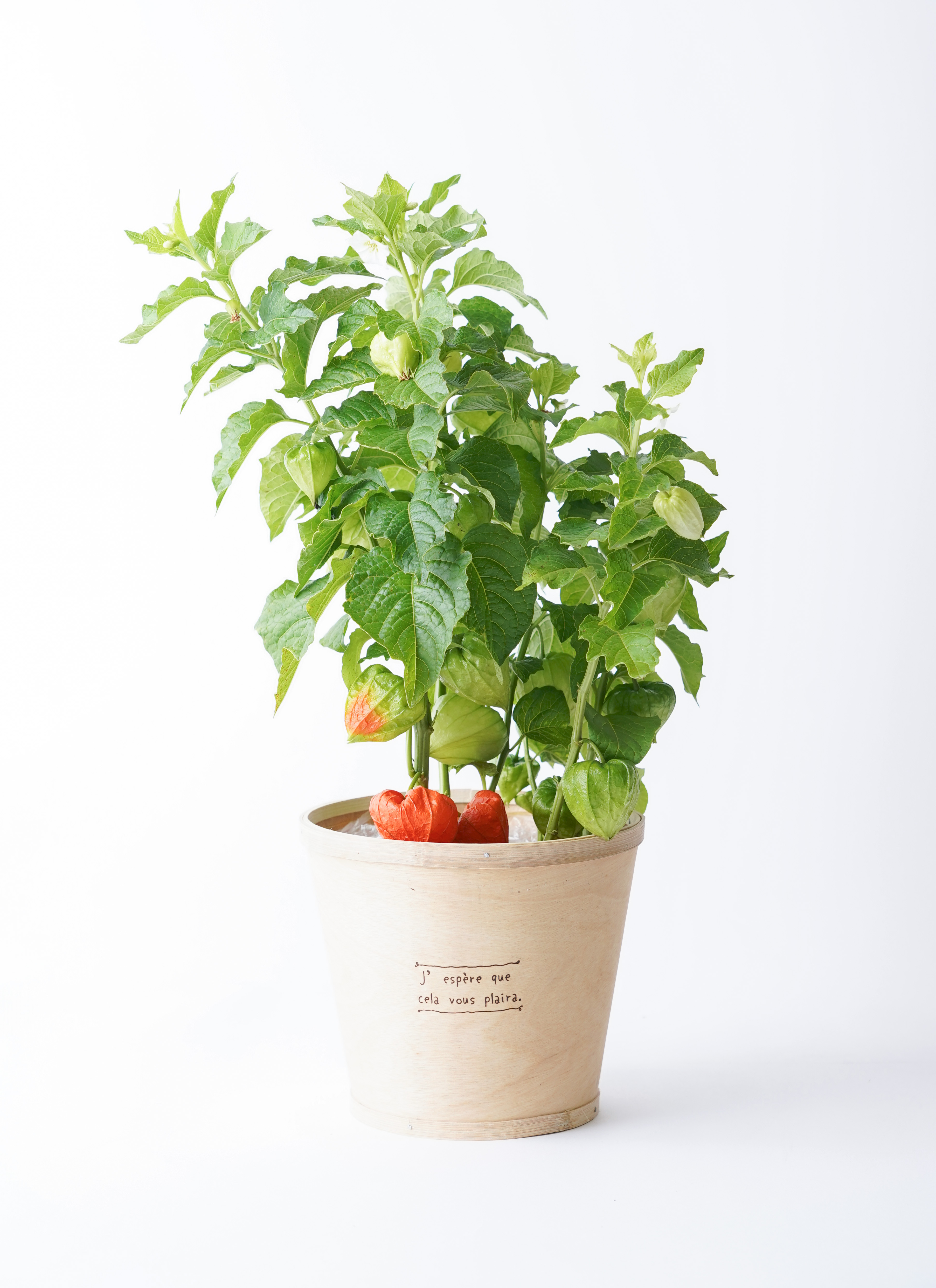 ほおずき（鬼灯）鉢植え ウッドポット付き | 鉢植えのお花なら