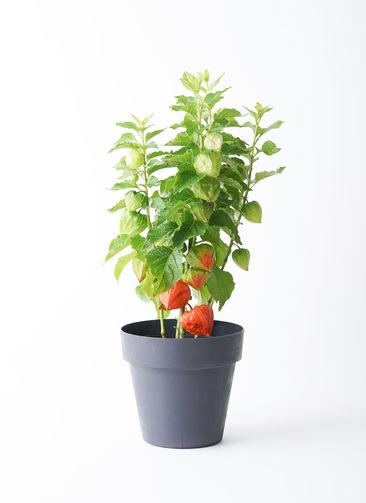 ほおずき（鬼灯）鉢植え グレーポット付き | 鉢植えのお花なら