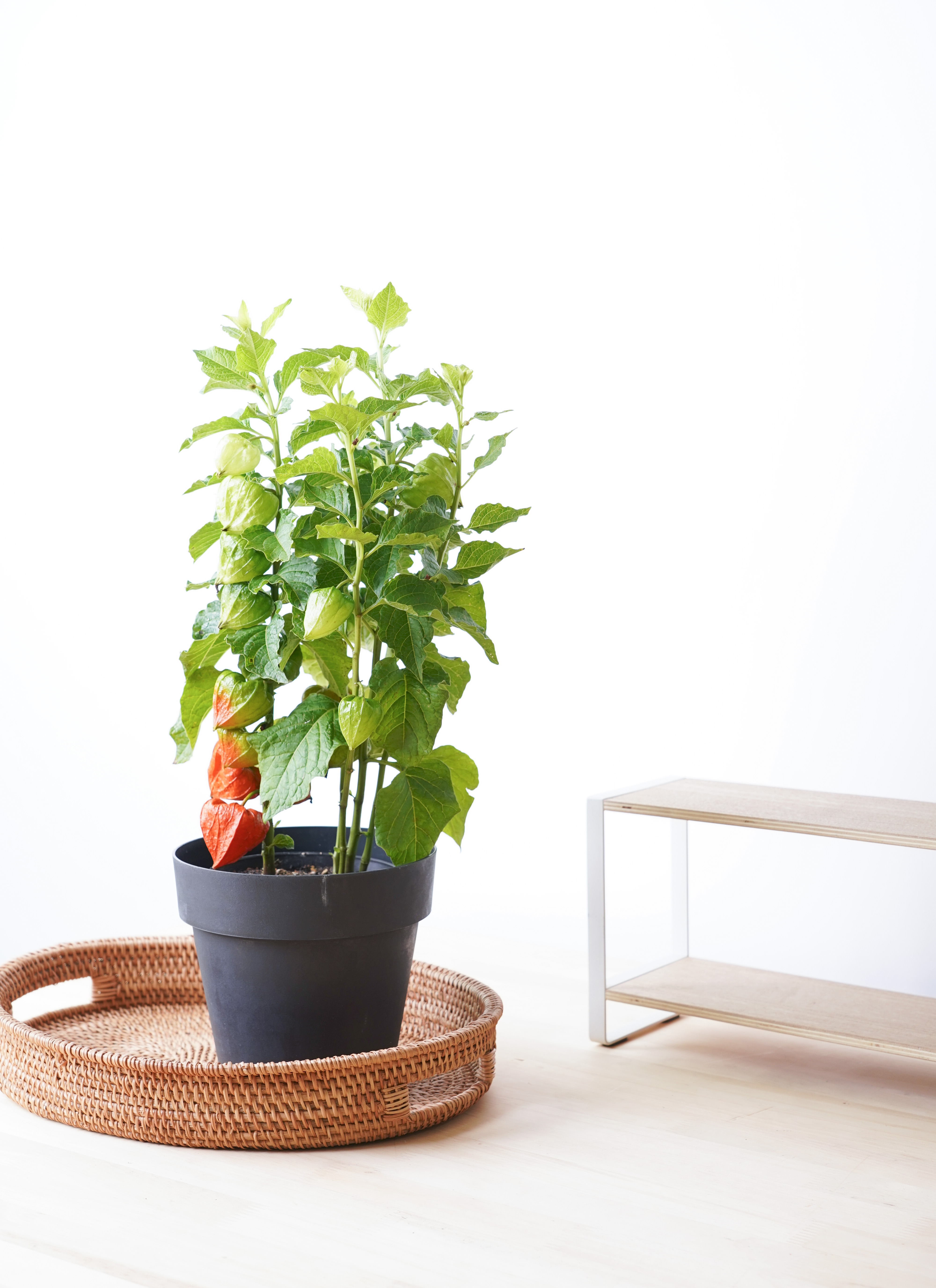 ほおずき（鬼灯）鉢植え ブラックポット付き | 鉢植えのお花なら