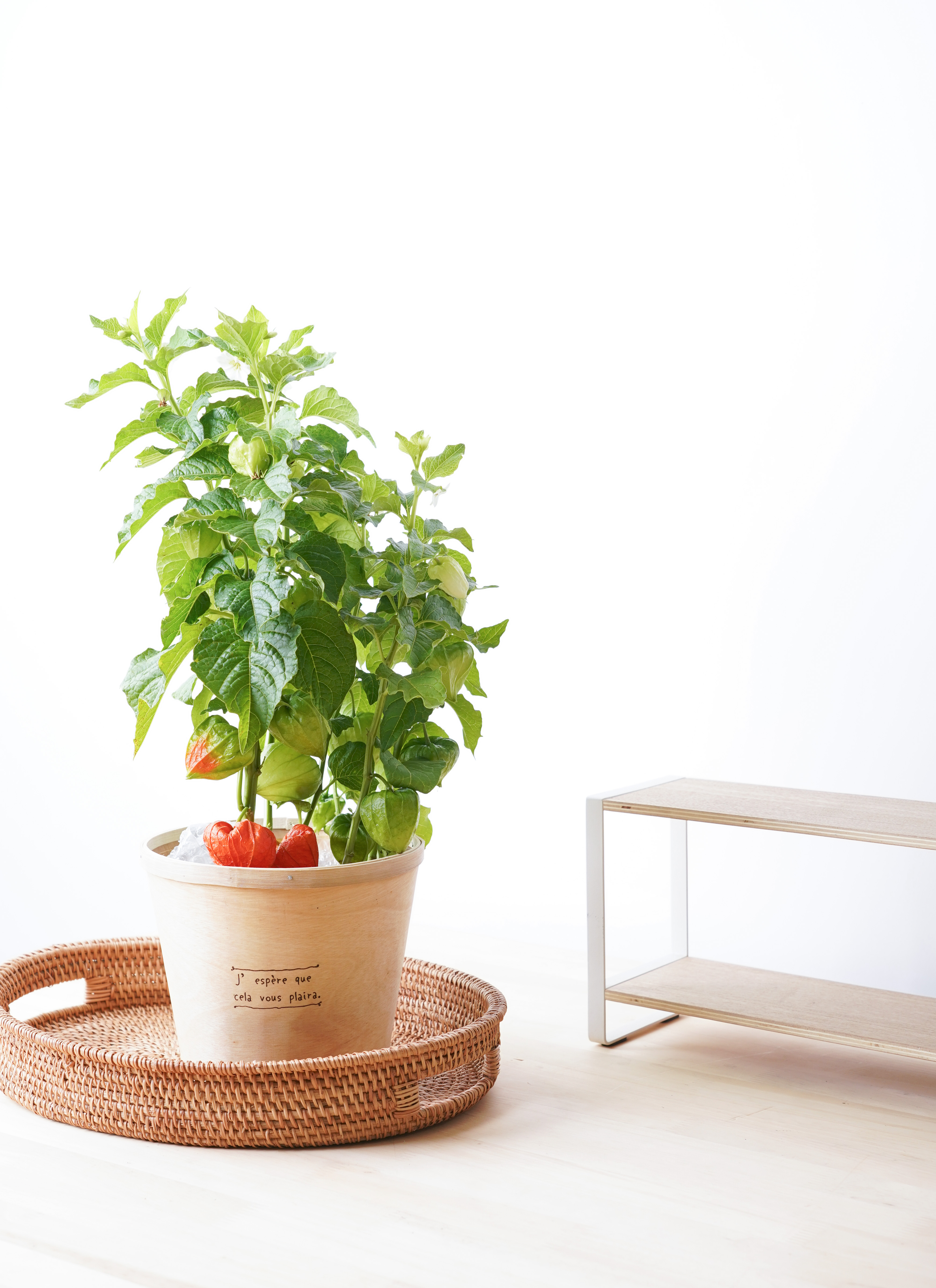 ほおずき（鬼灯）鉢植え ウッドポット付き | 鉢植えのお花なら