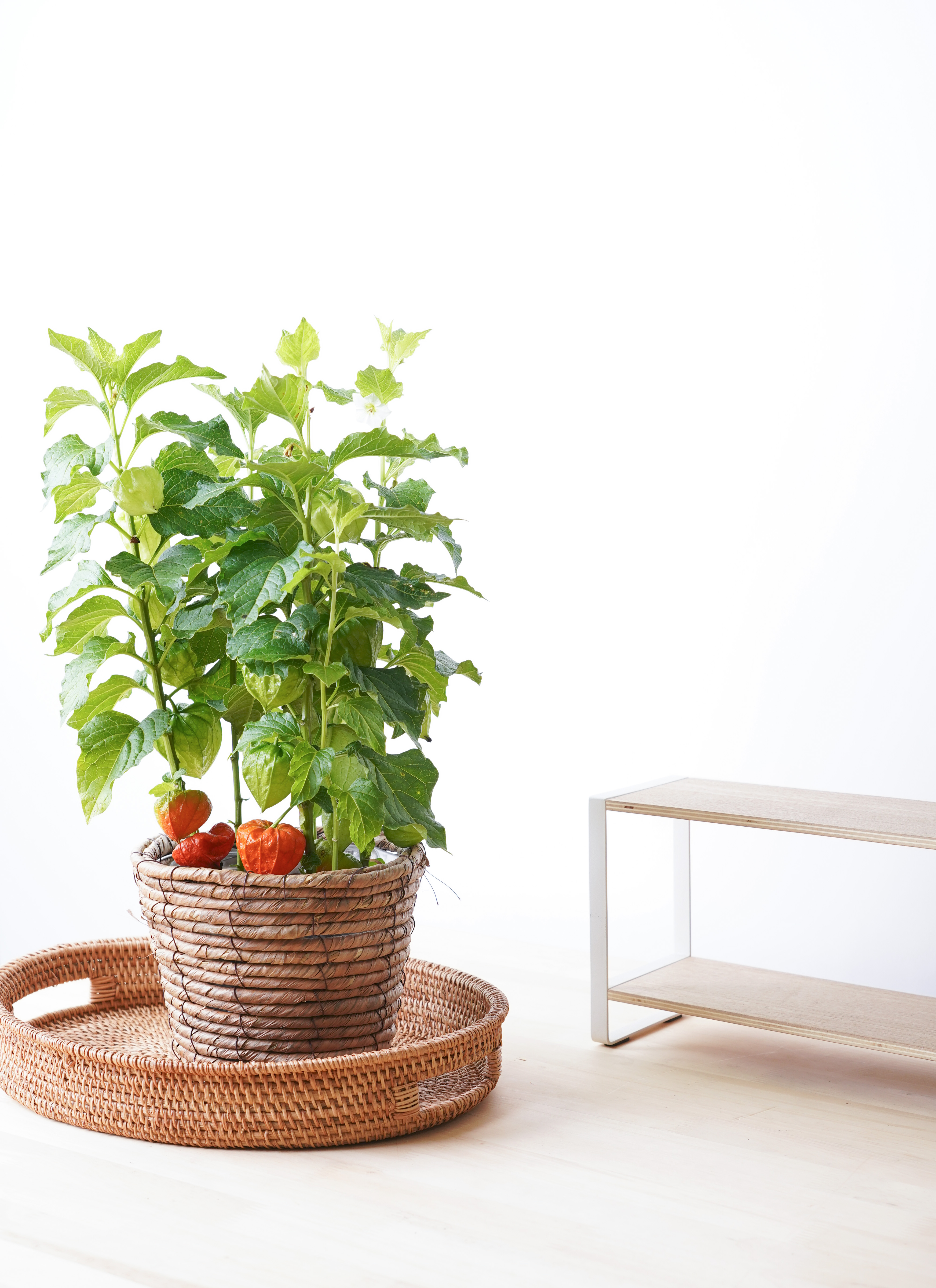 ほおずき（鬼灯）鉢植え バナナリーフバスケット付き | 鉢植えの