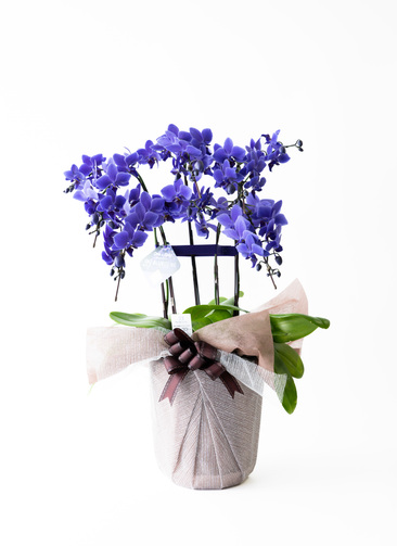 bluegene-5_9901.jpg?1688372417