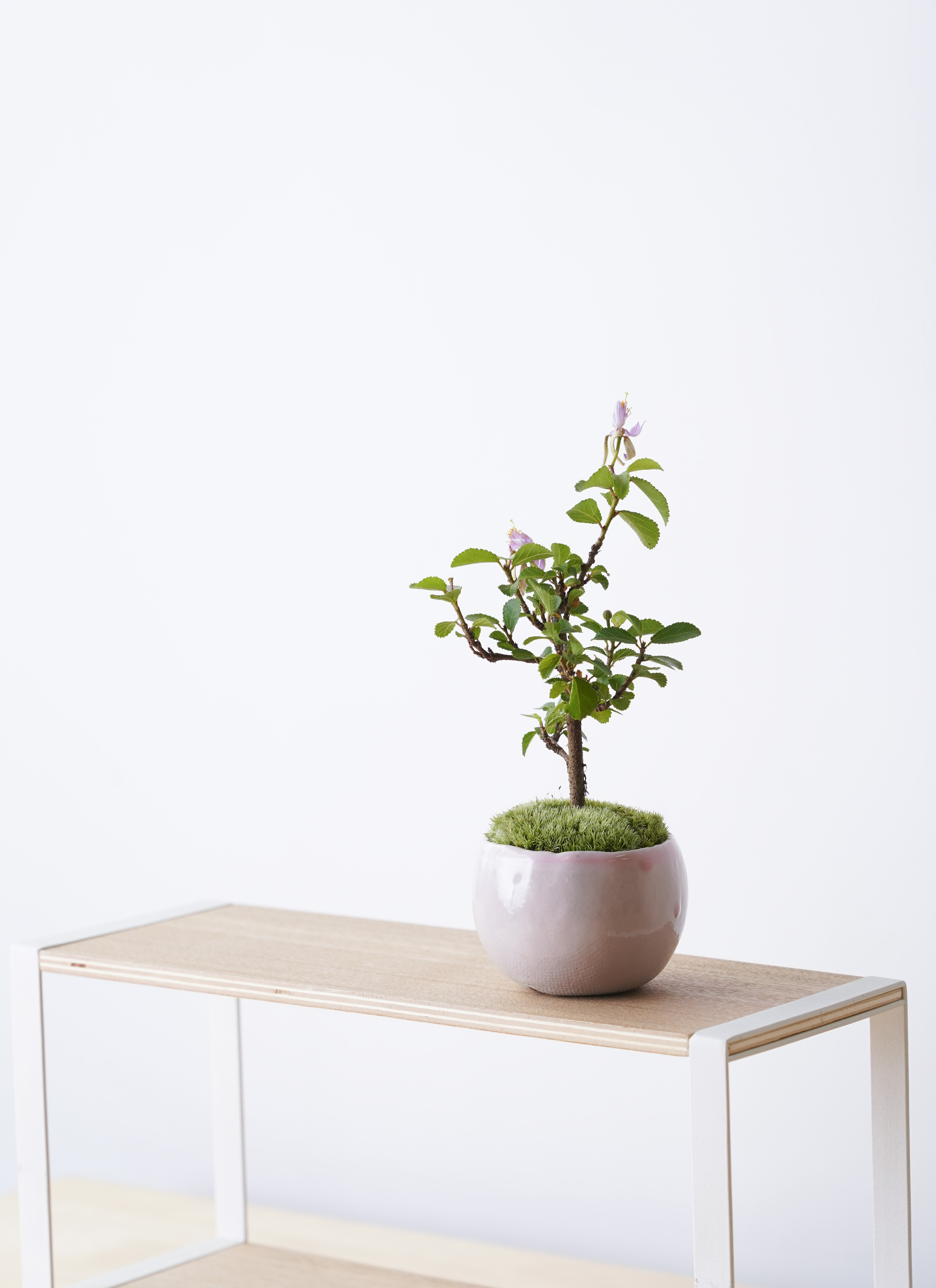 産地直送 睡蓮木 Lサイズ 鉢色 桜色／山形 石木花からお届け