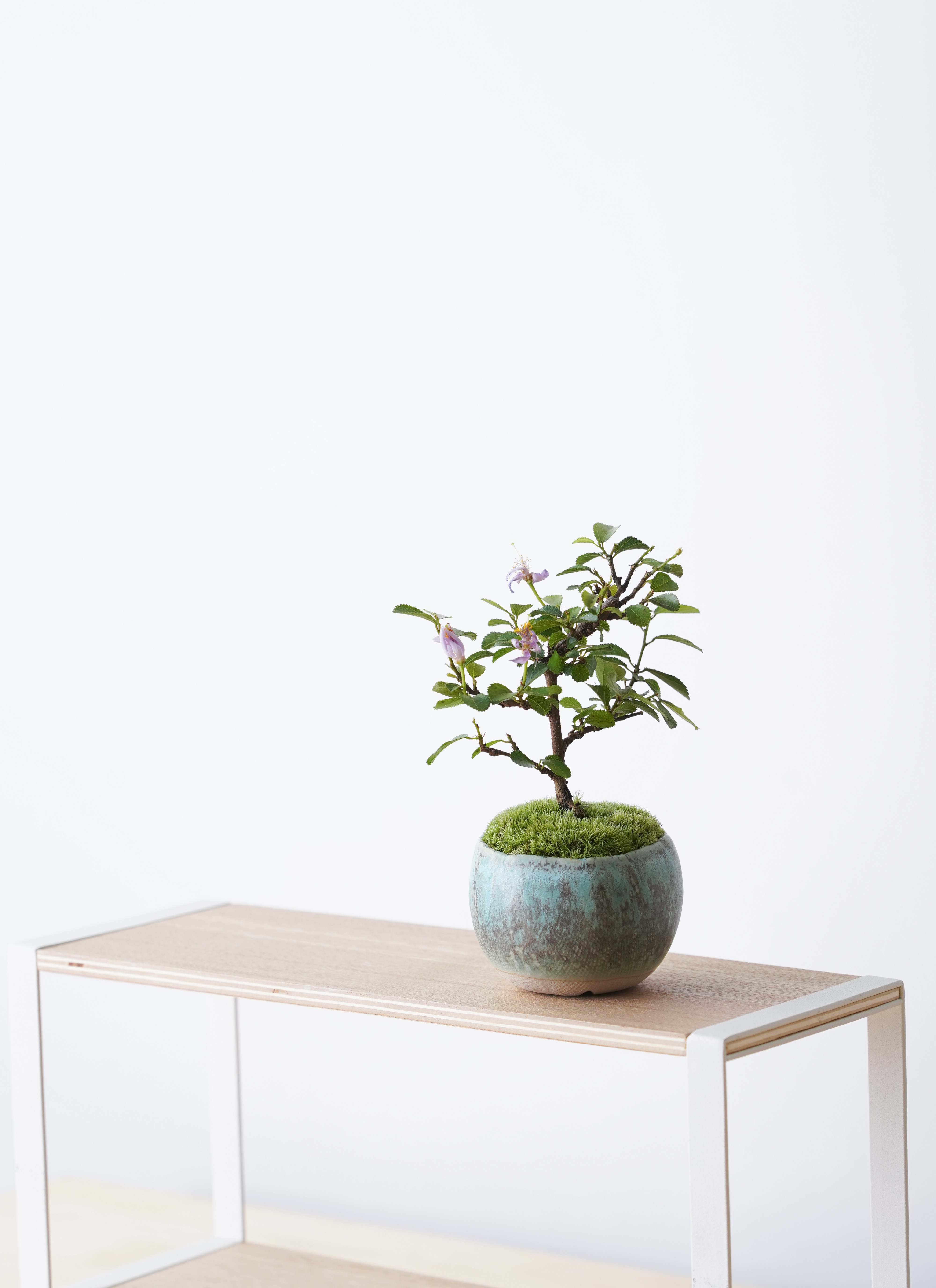 aihana＊garden 出品 楽天市場】【まもなく締め切り】 予約販売 アジサイ 女神降臨