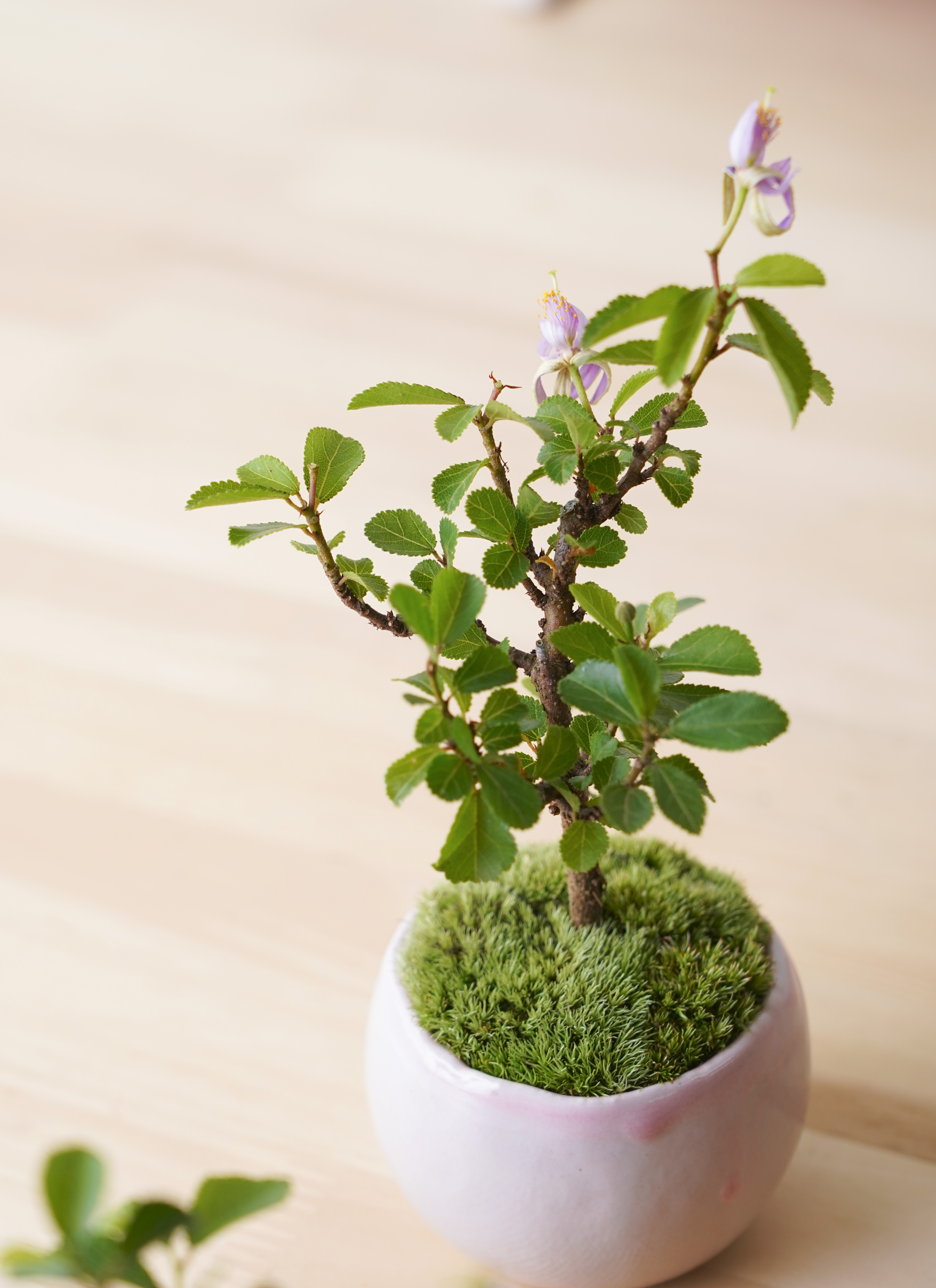 産地直送 睡蓮木 Lサイズ 鉢色 桜色／山形 石木花からお届け