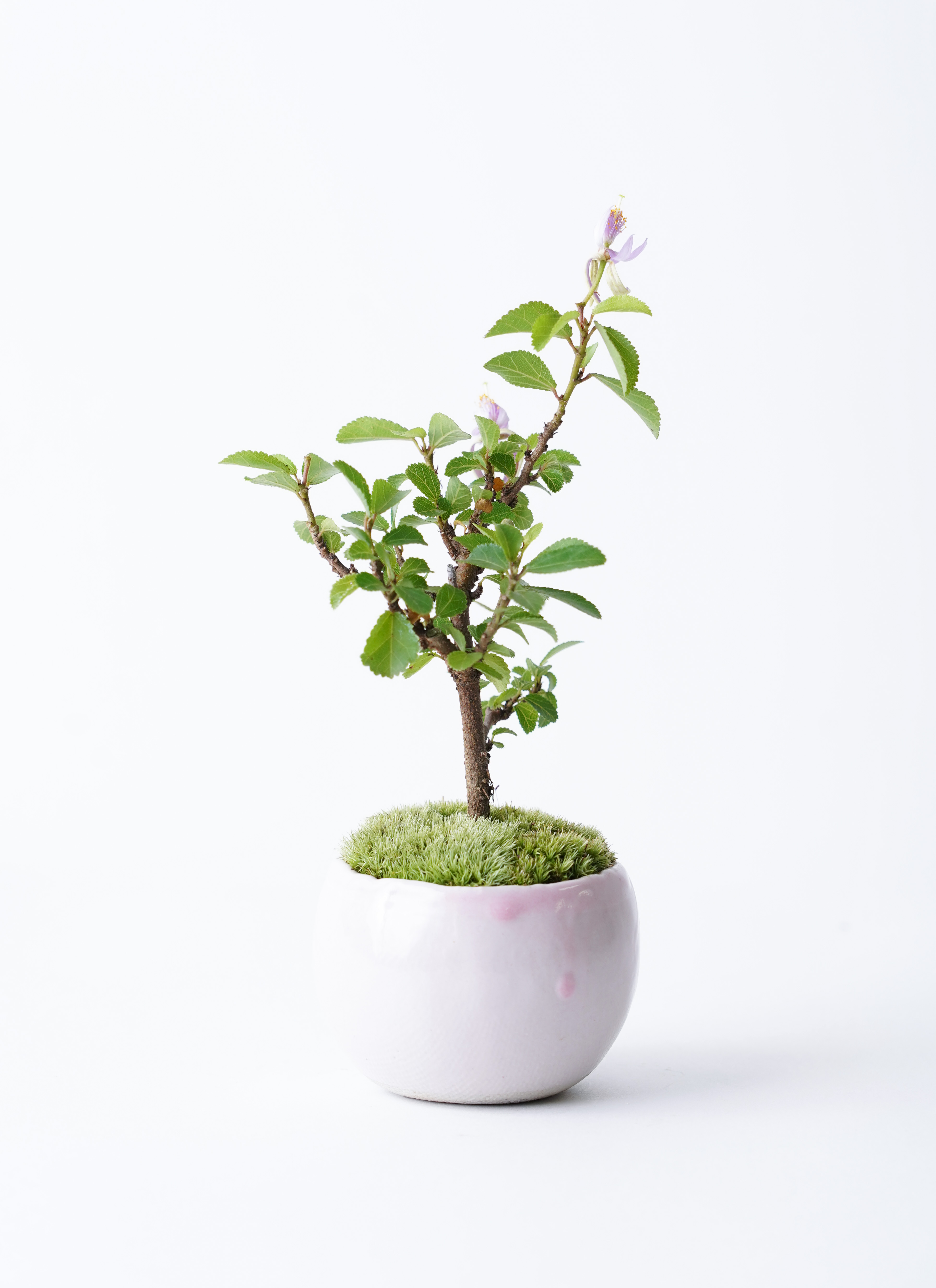 産地直送 睡蓮木 Lサイズ 鉢色 桜色／山形 石木花からお届け