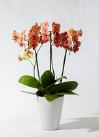 胡蝶蘭 ダイソン img_cache_a_50126_1_1654521066