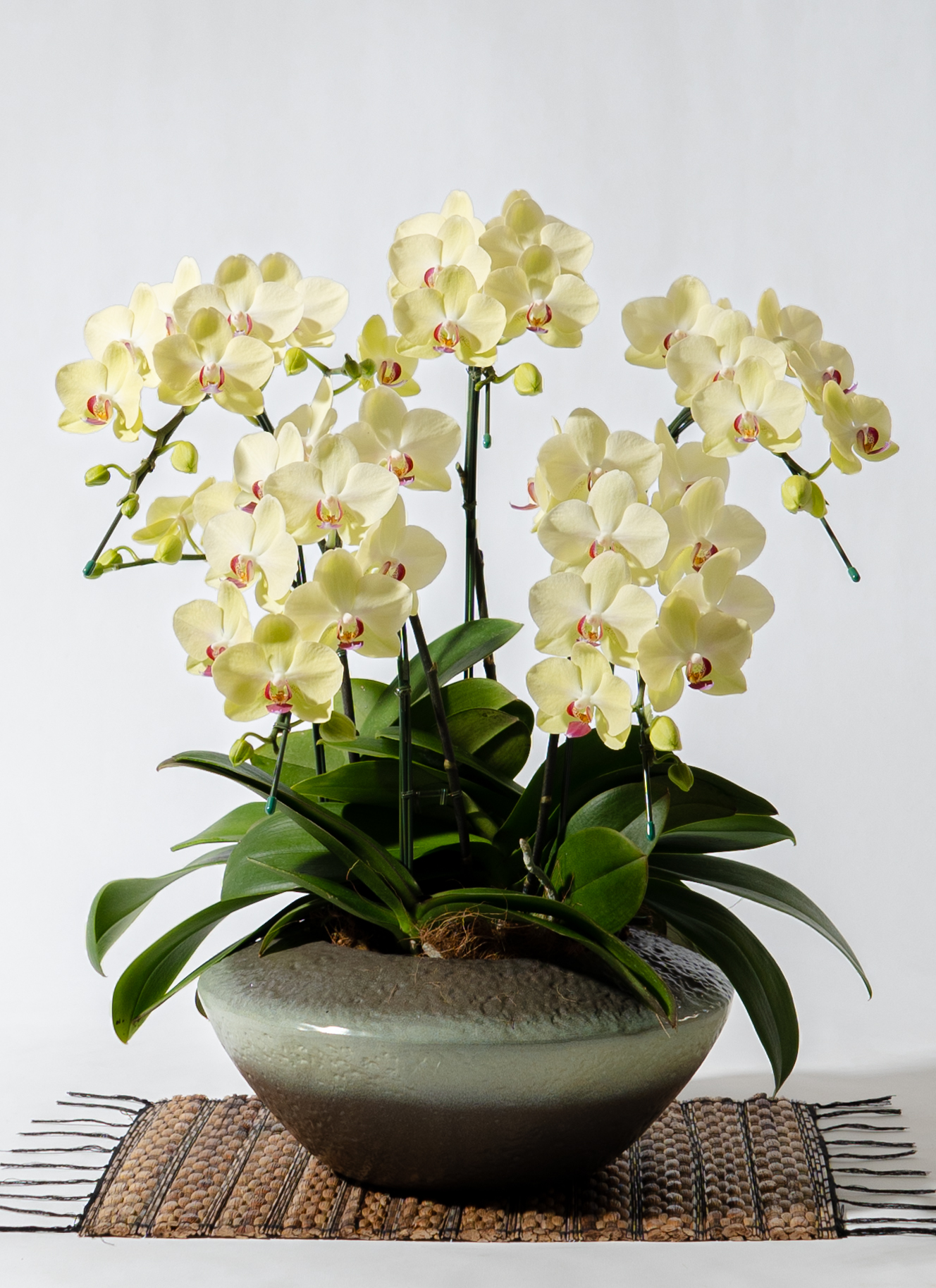 タニータニー　ファレノプシス胡蝶蘭　ミディ胡蝶蘭　こちょうらん　黄色系　蘭 タニータニー様専用 ファレノプシス胡蝶蘭 ミディ胡蝶蘭 こ