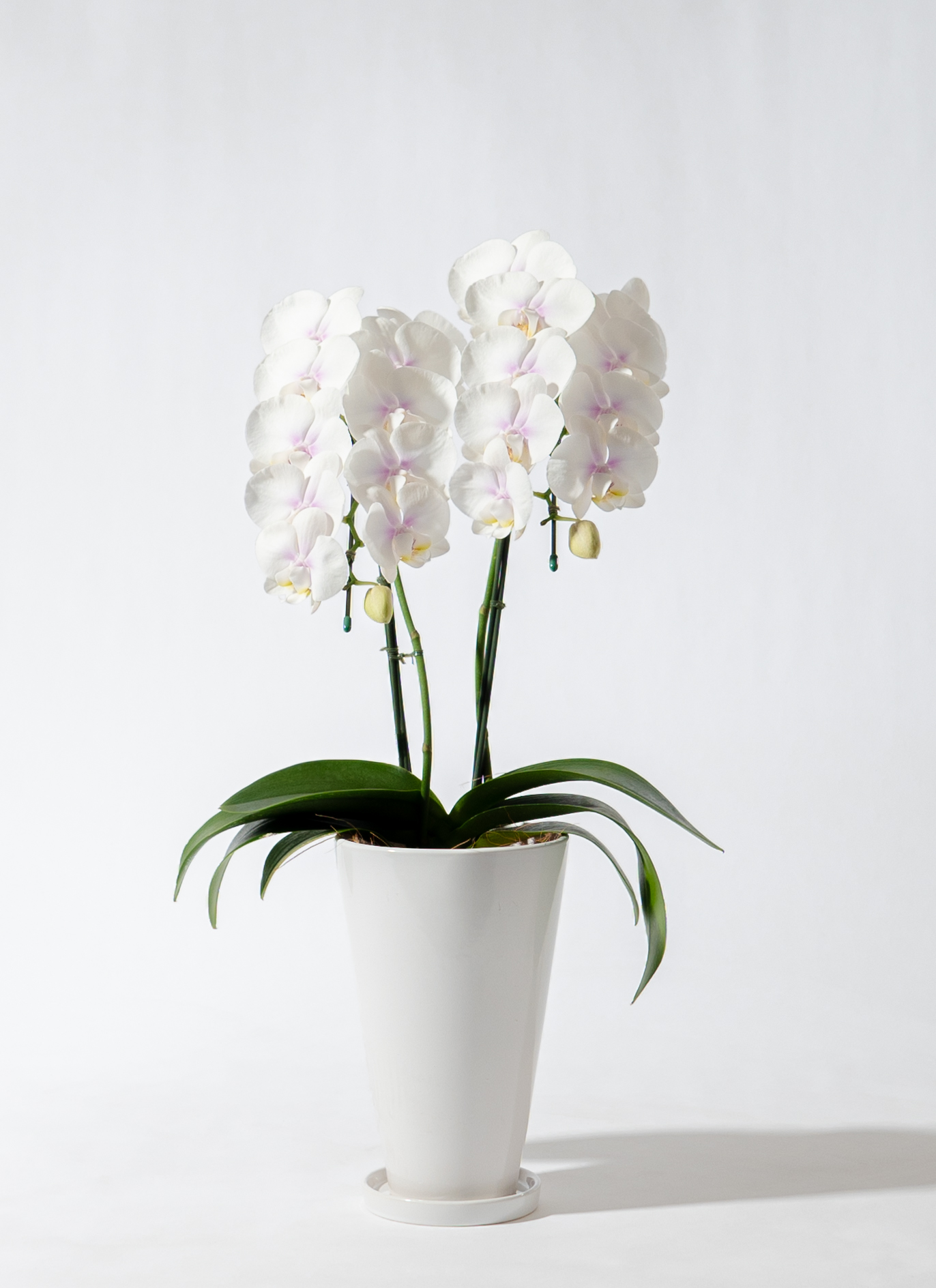 ミニ胡蝶蘭 ranto イエロー Lサイズ × ブルー鉢 | 胡蝶蘭なら