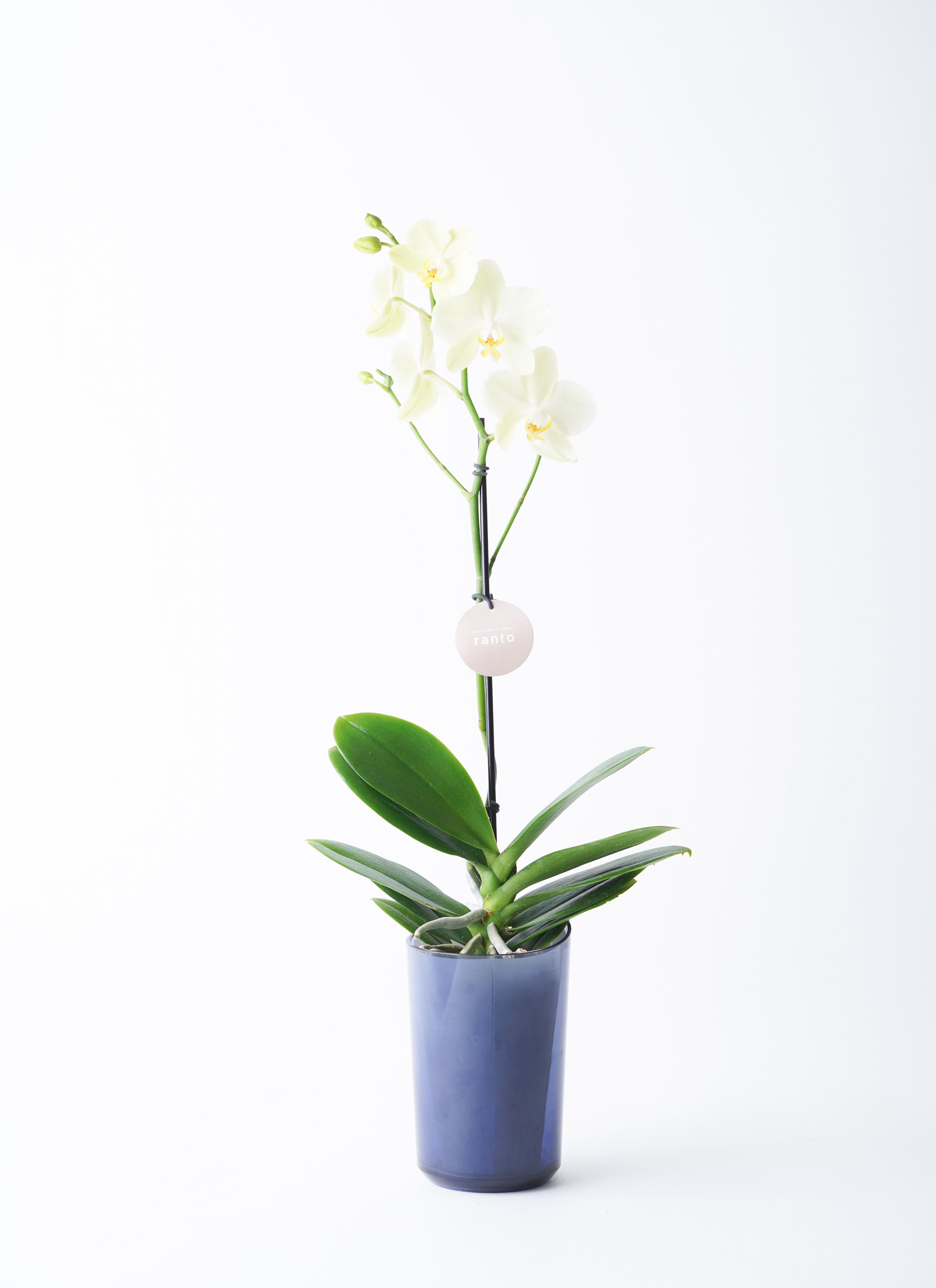 胡蝶蘭 ミニ胡蝶蘭 ranto イエロー Lサイズ × ブルー鉢 | 胡蝶蘭なら