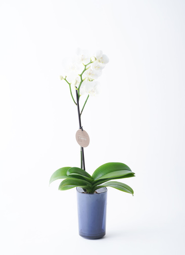 ミニ胡蝶蘭 ranto ホワイト Mサイズ × ブルー鉢 | 胡蝶蘭ならHitoHana