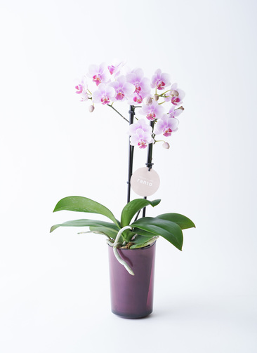 ranto です ranto-7_9901.jpg?1689688712