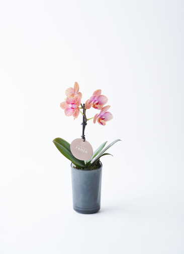 ranto-5_9901.jpg?1689688725