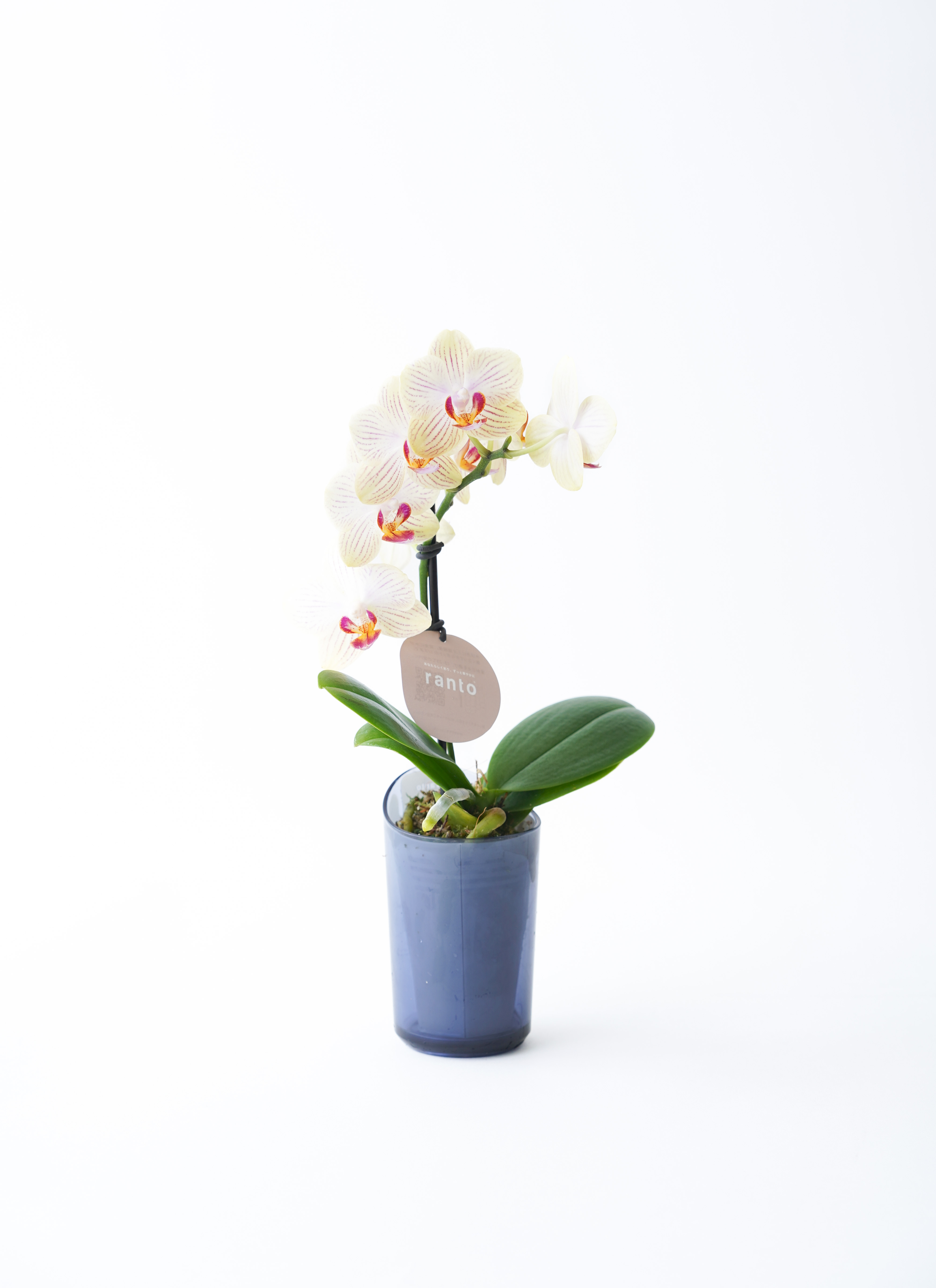 こわまり様【リピーター様9点おまとめ】 【公式通販】