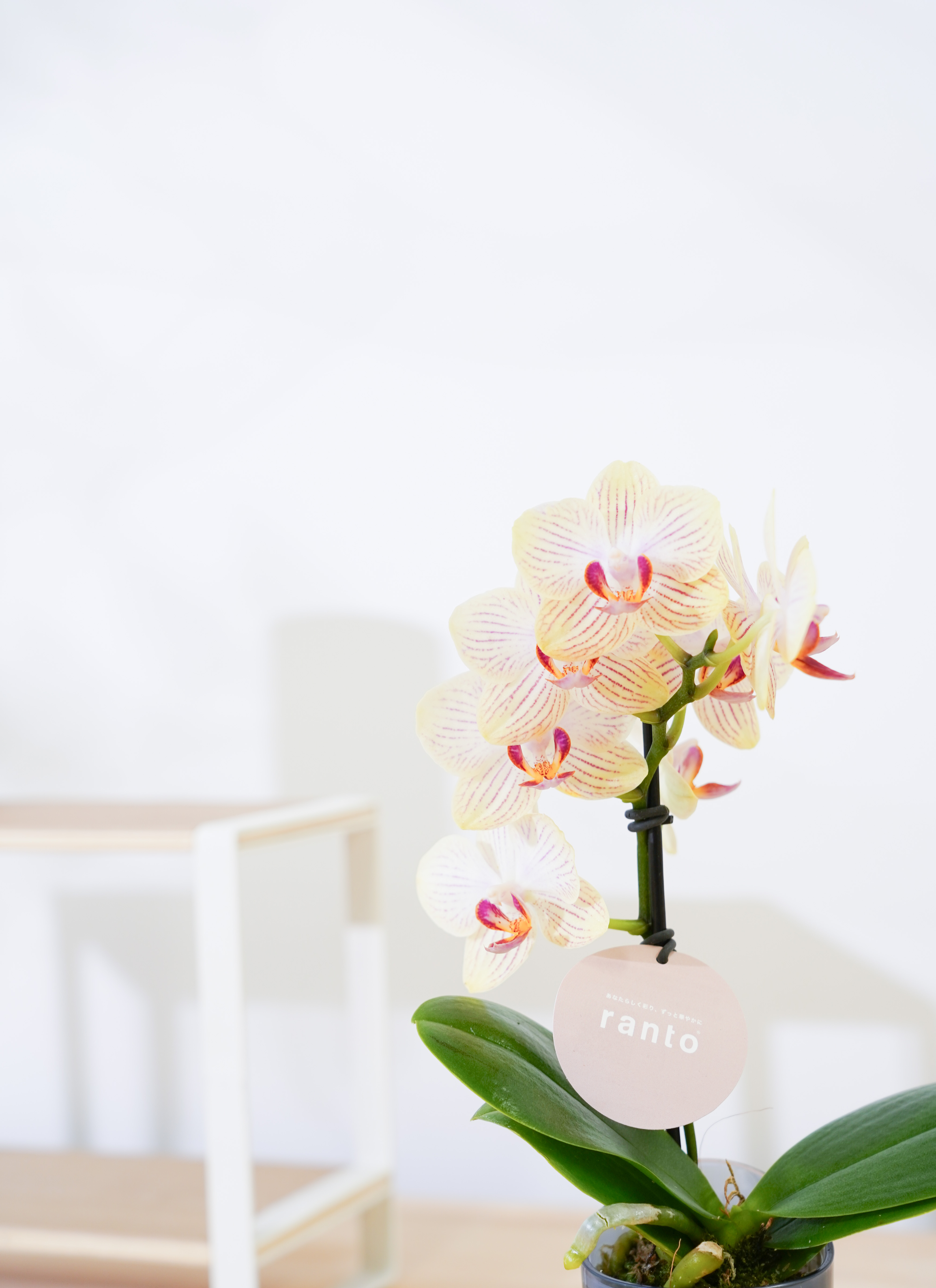 ミニ胡蝶蘭 ranto イエロー Sサイズ × ブルー鉢 | 胡蝶蘭ならHitoHana