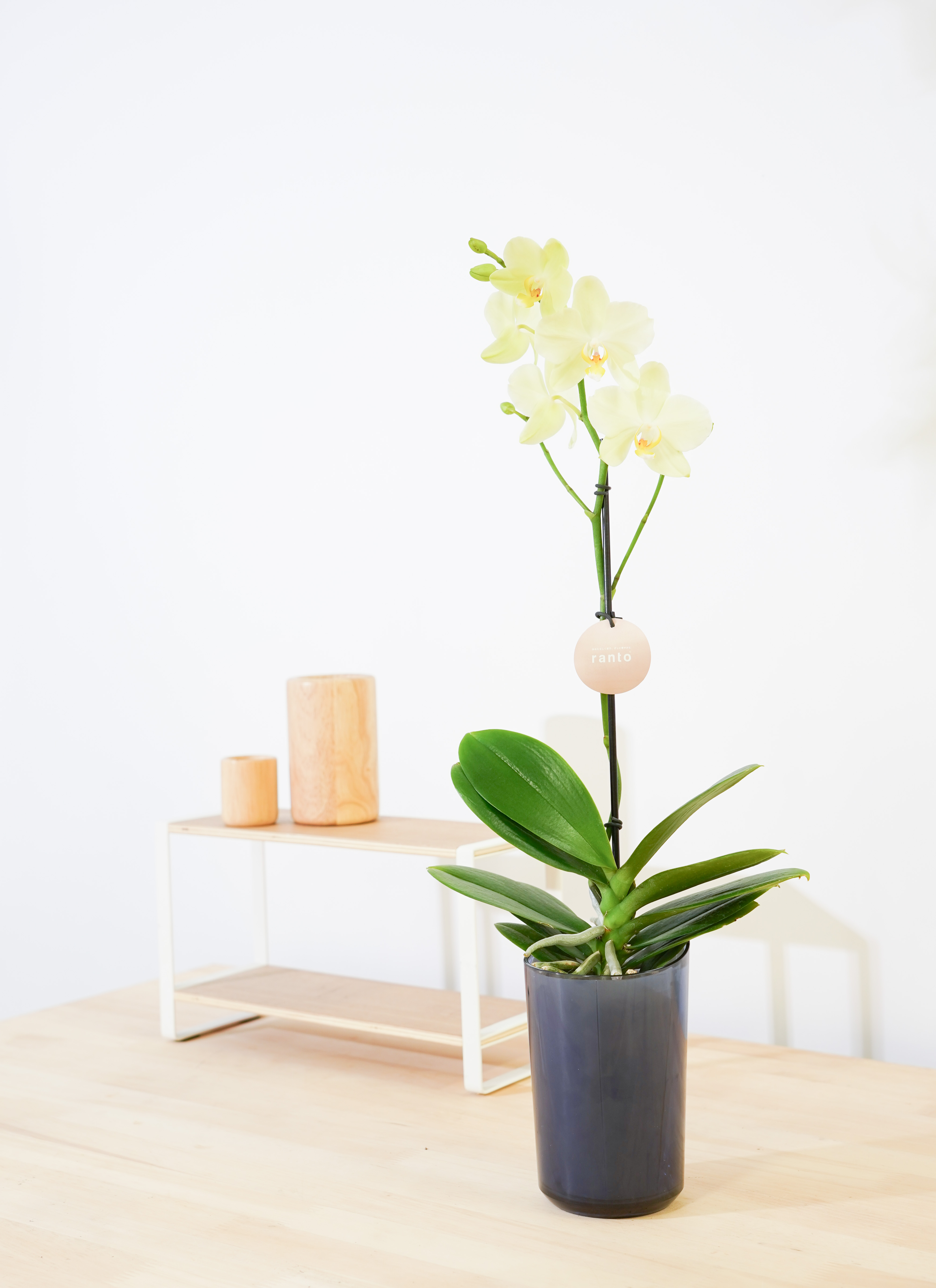 ミニ胡蝶蘭 ranto イエロー Lサイズ × ブルー鉢 | 胡蝶蘭なら