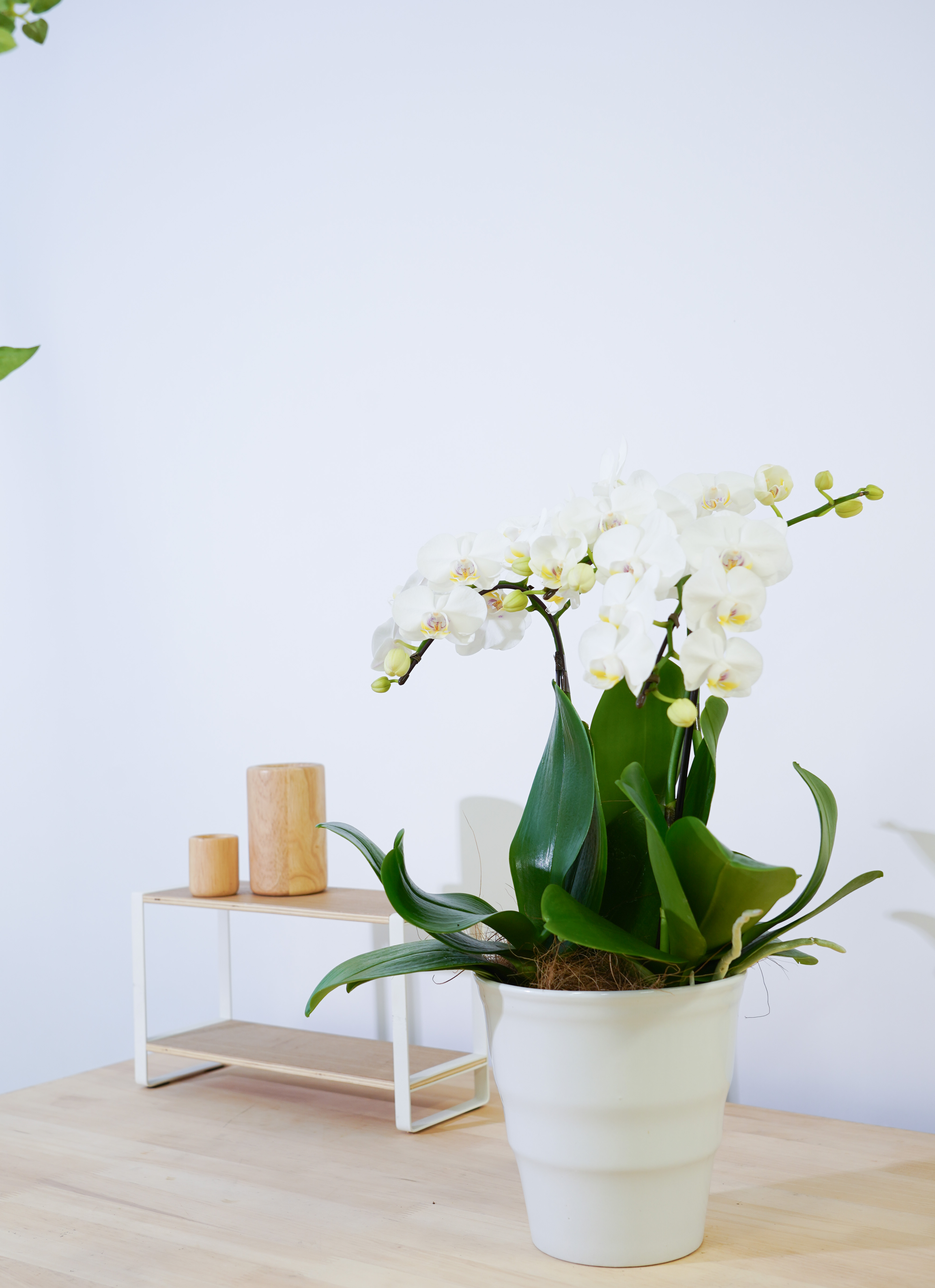 ミディ胡蝶蘭 エレガンスホワイト 3本立ち5.5号 | 胡蝶蘭ならHitoHana