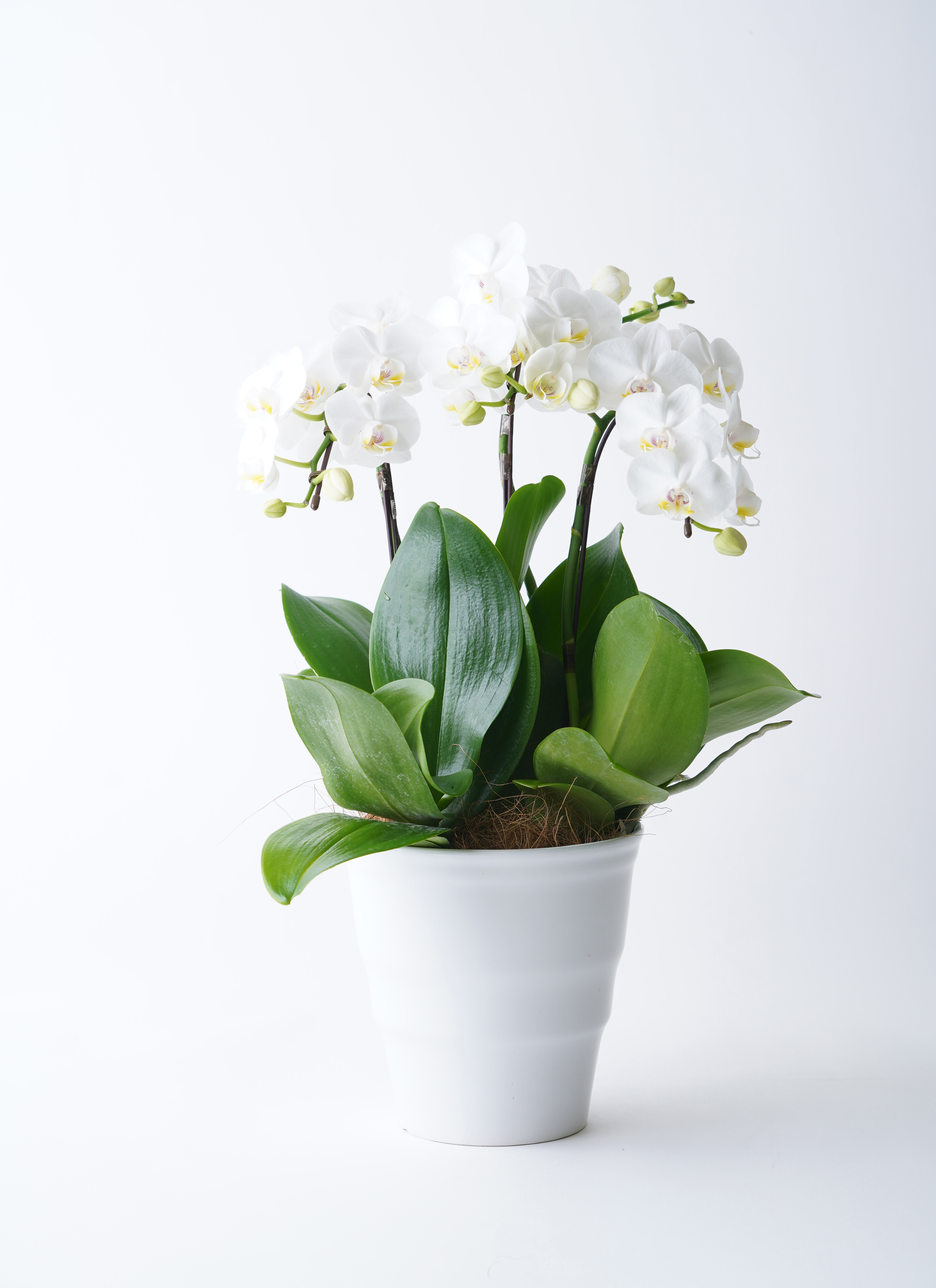 お供え 花 ミディ胡蝶蘭（ホワイト）5本立ち ネット限定 供花 お悔やみ 枕花 命日 法事 お盆 新盆 ミディ胡蝶蘭 エレガンスホワイト 3本立ち5.5号 | 胡蝶蘭ならHitoHana