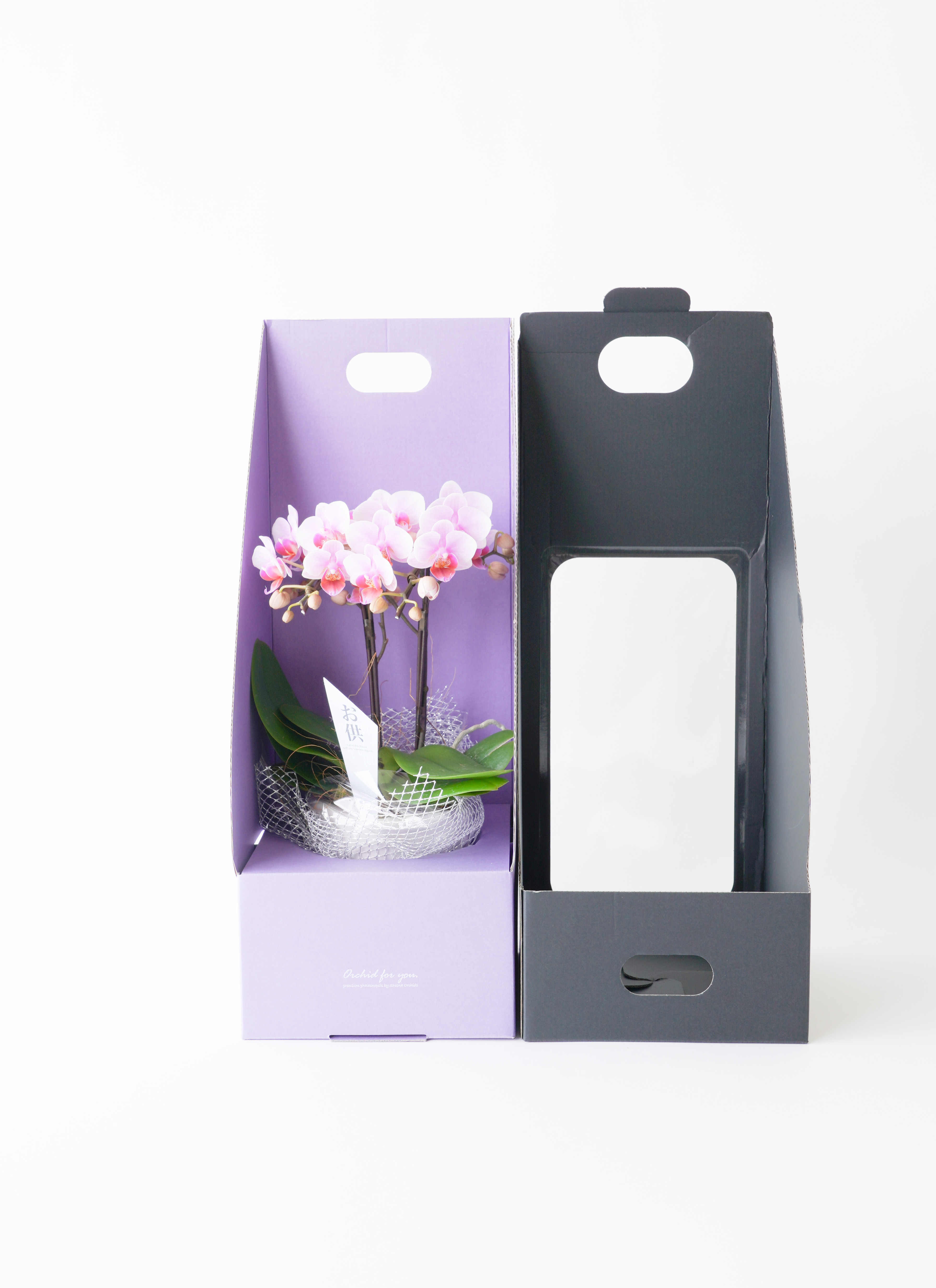 お供え】ミニ胡蝶蘭 ピンク 2本立ち 2WAYボックス | 胡蝶蘭なら