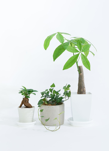 観葉植物　130株以上まとめ売り starter-pack-2_9901.jpg?1690182229