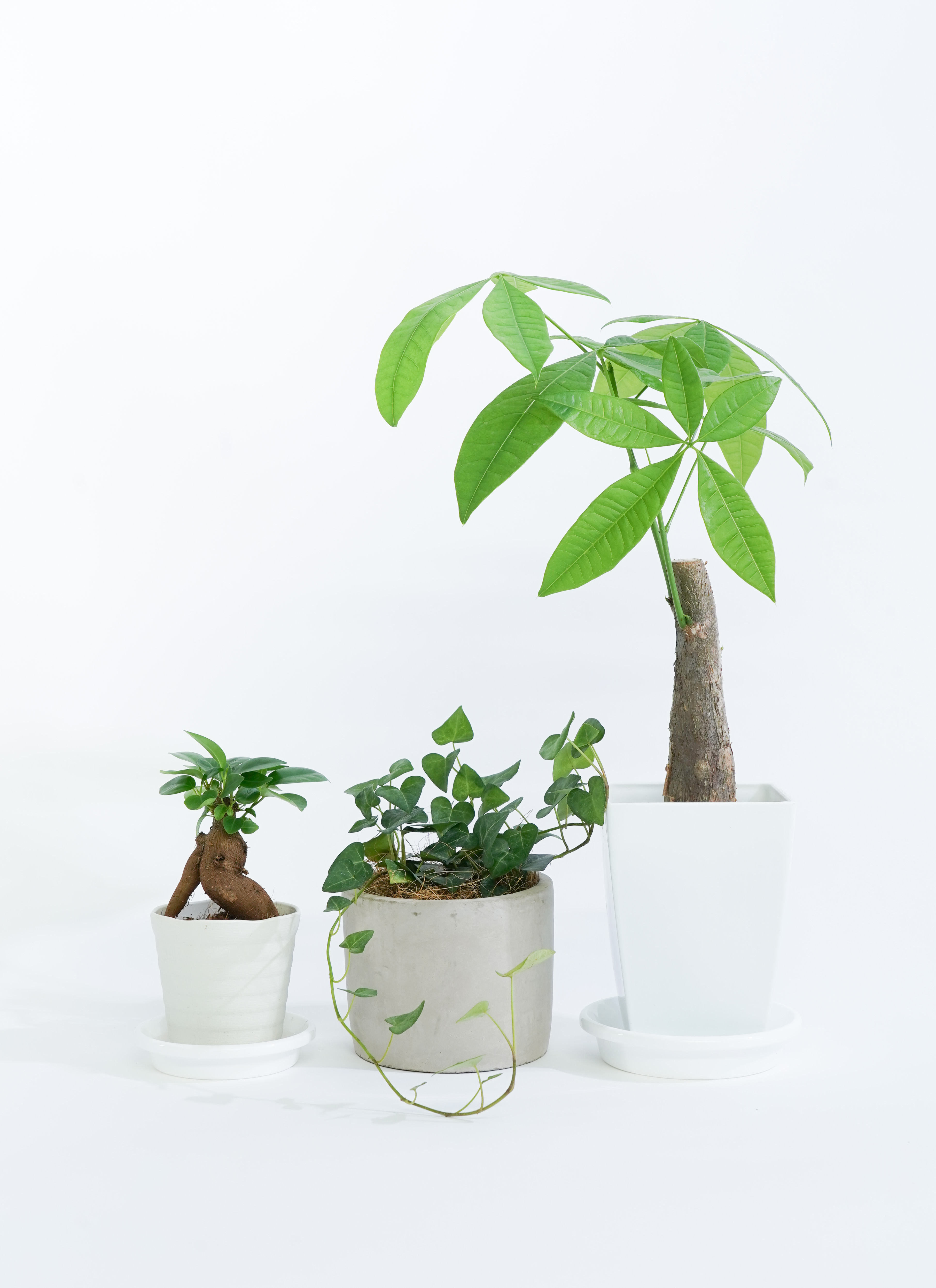 敬老の日に贈る観葉植物 | HitoHana（ひとはな）
