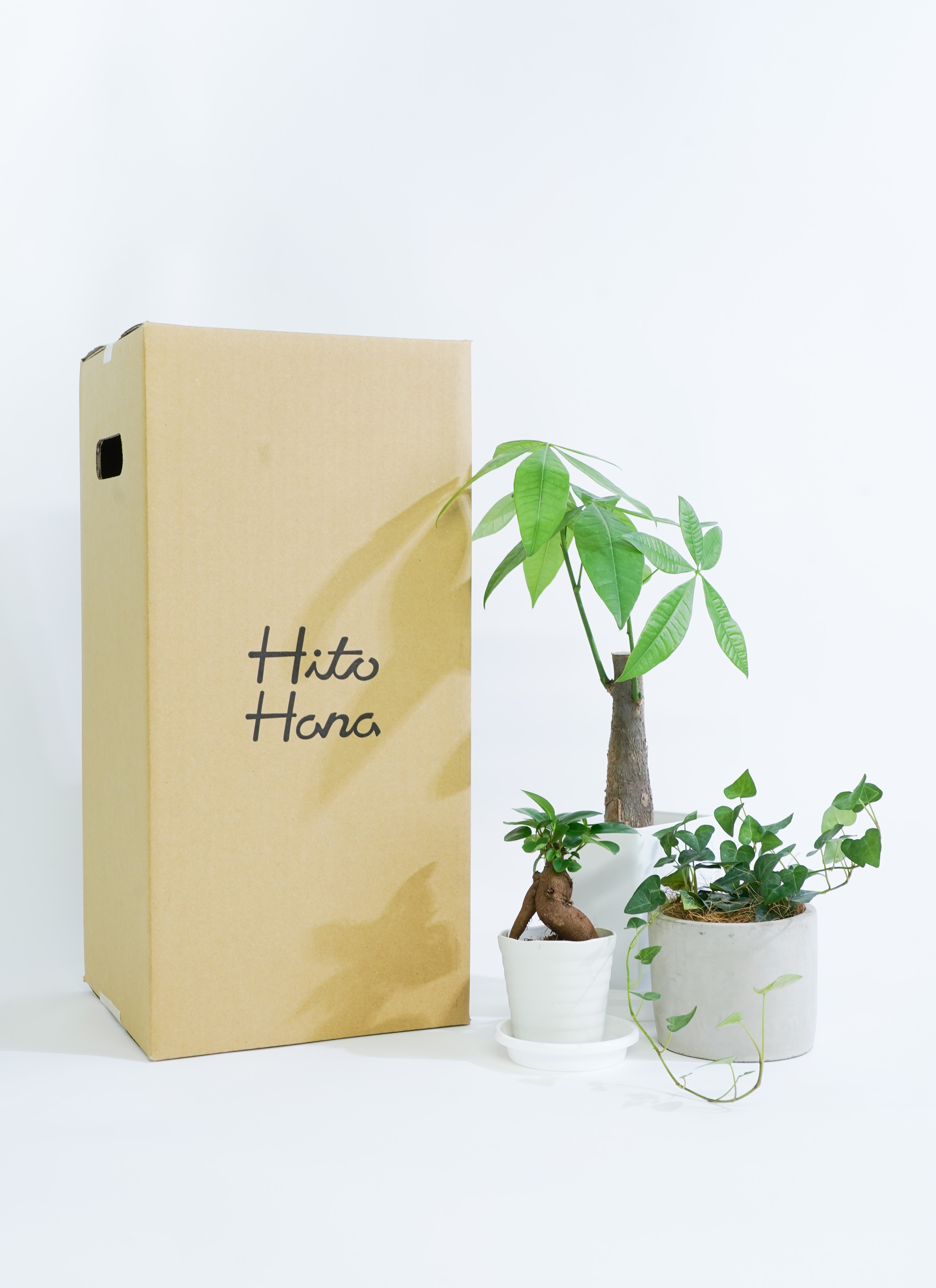 観葉植物 初心者にもおすすめお試し3点セット（パキラ 4号・ガジュマル