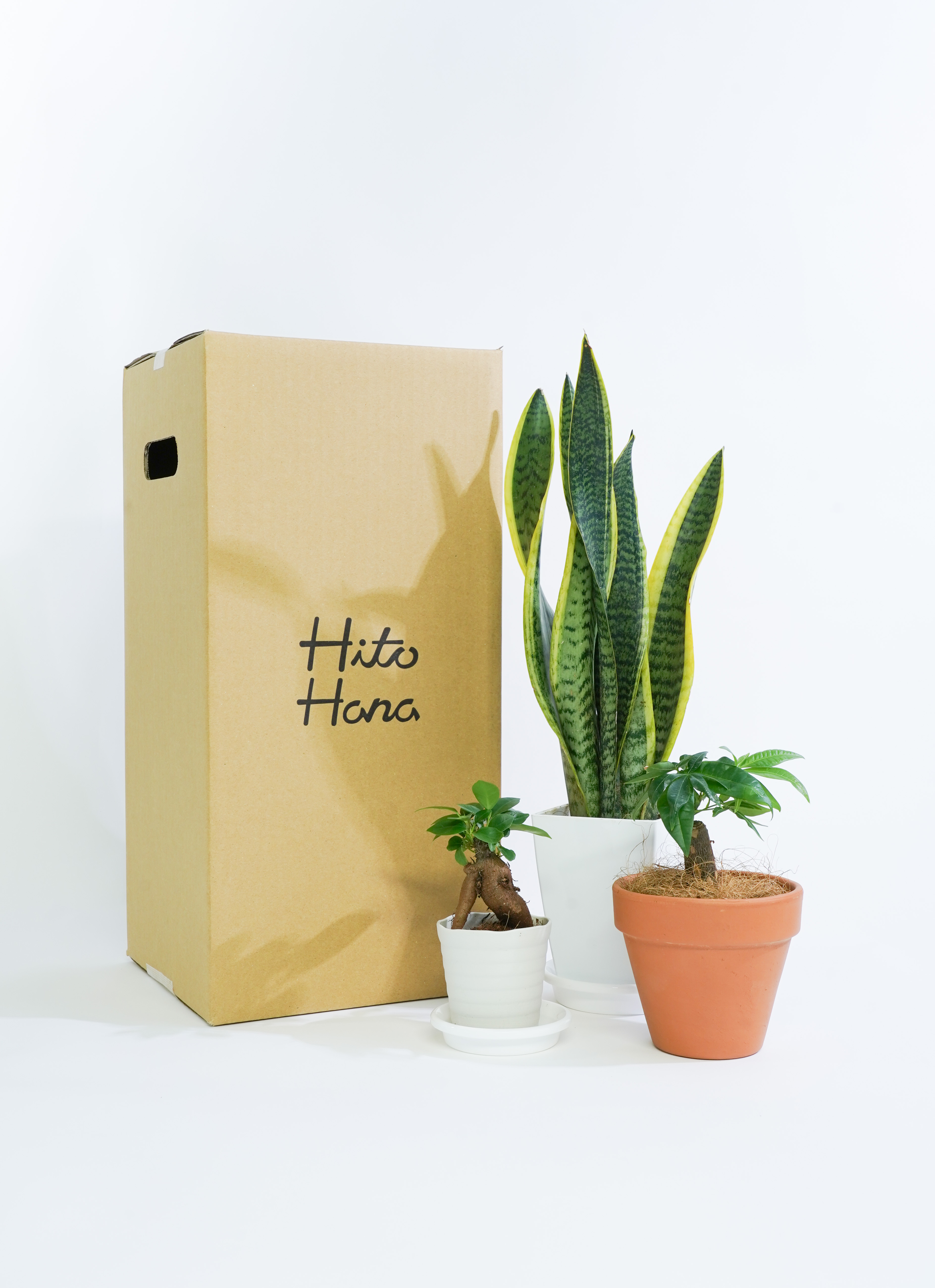 観葉植物 初心者にもおすすめお試し3点セット（サンスベリア 4号