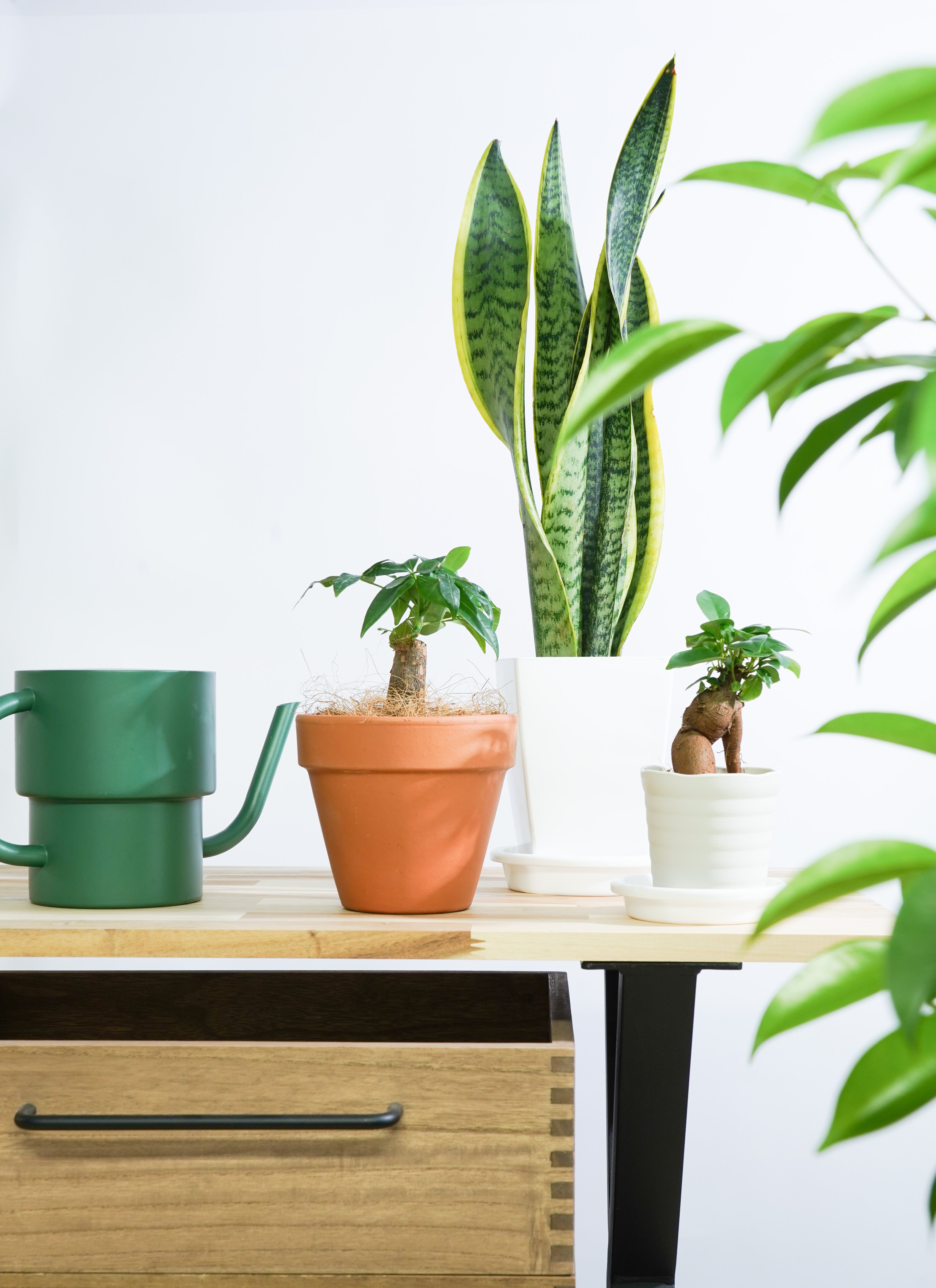 サンスベリア 3鉢セット観葉植物 観葉植物 初心者にもおすすめお試し3点セット（サンスベリア 4号