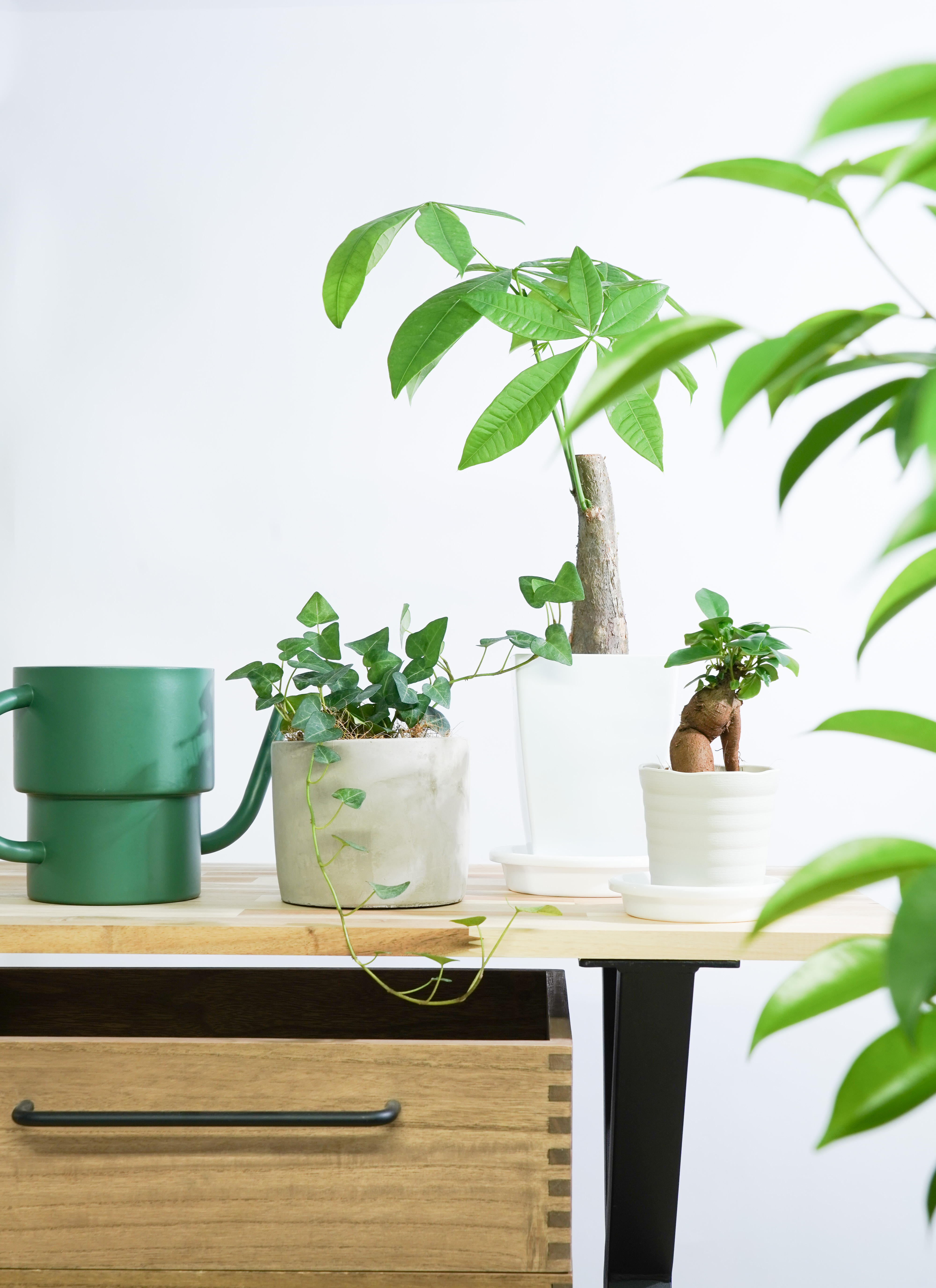 観葉植物 初心者にもおすすめお試し3点セット（パキラ 4号・ガジュマル