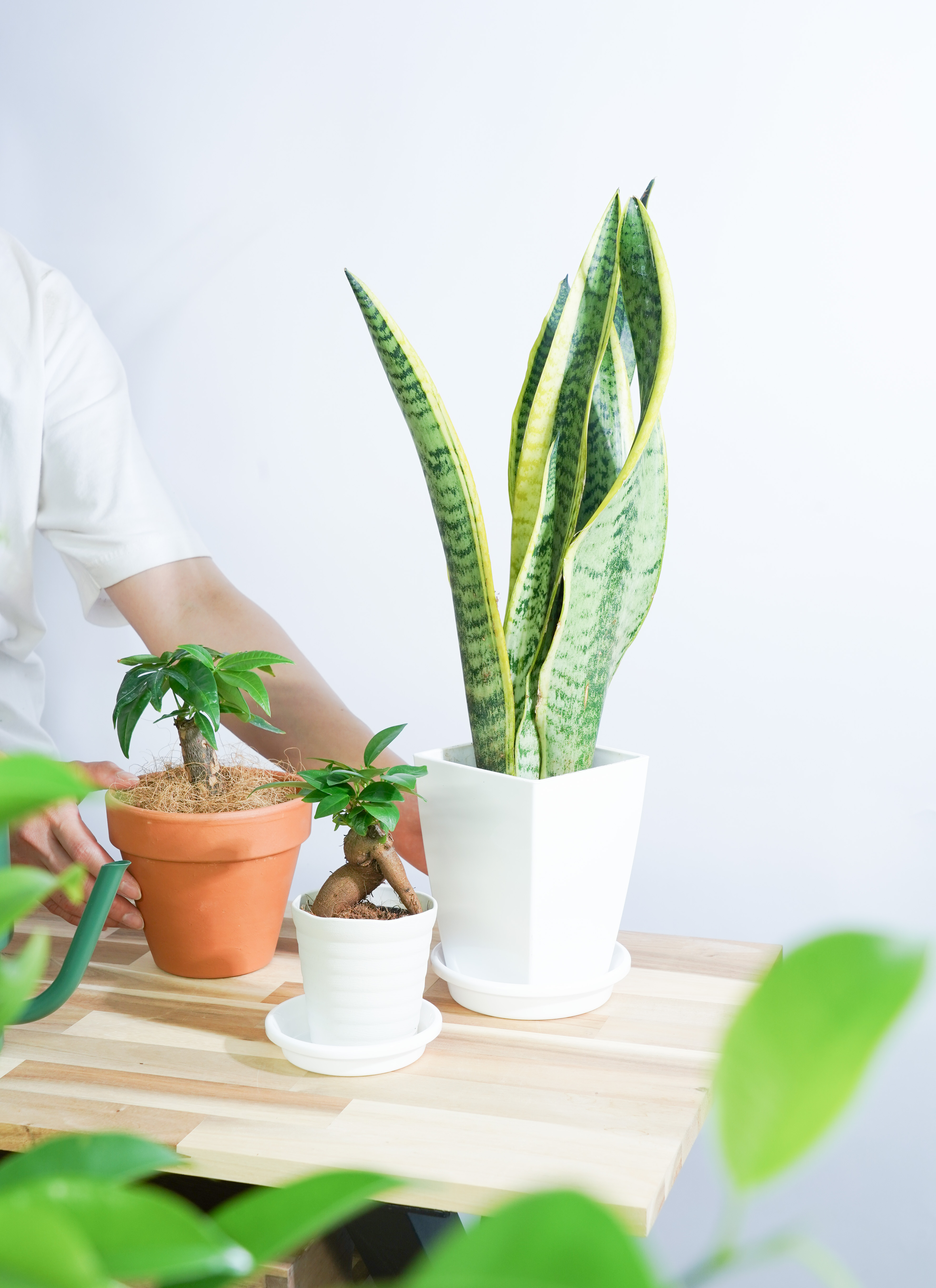 サンスベリア 3鉢セット　観葉植物 観葉植物 初心者にもおすすめお試し3点セット（サンスベリア 4号