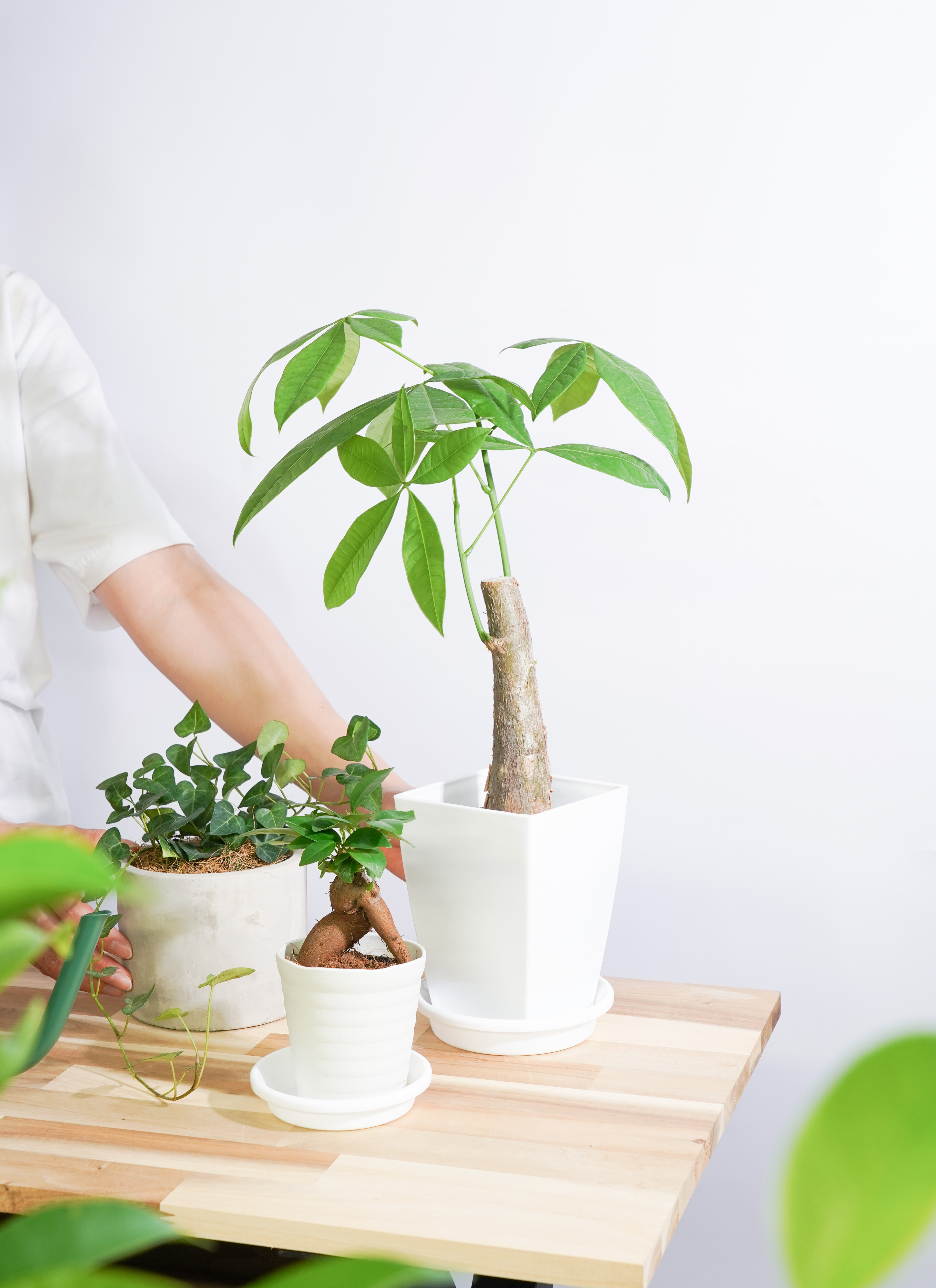 観葉植物 初心者にもおすすめお試し3点セット（パキラ 4号・ガジュマル