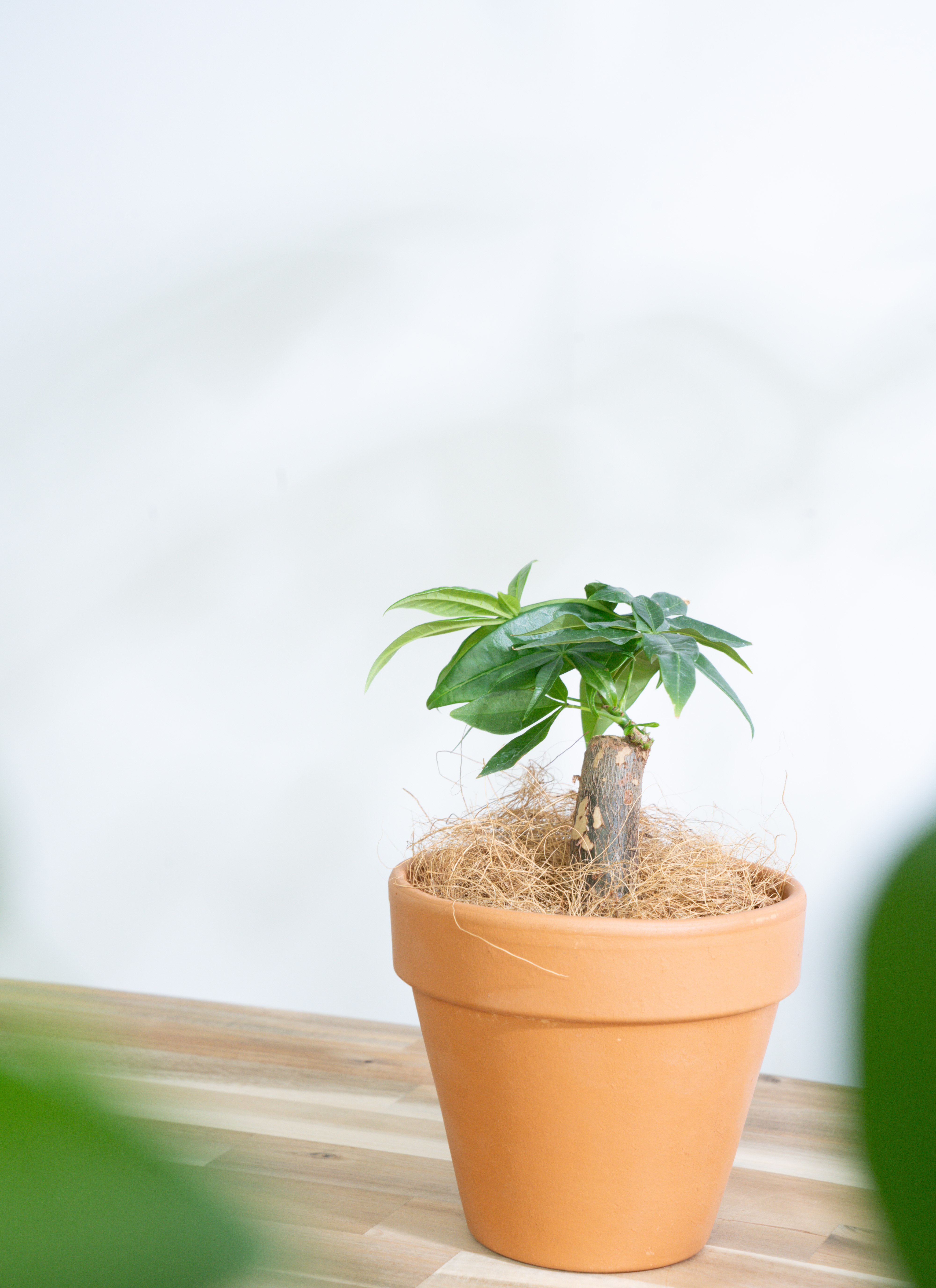 観葉植物 初心者にもおすすめお試し3点セット（サンスベリア 4号