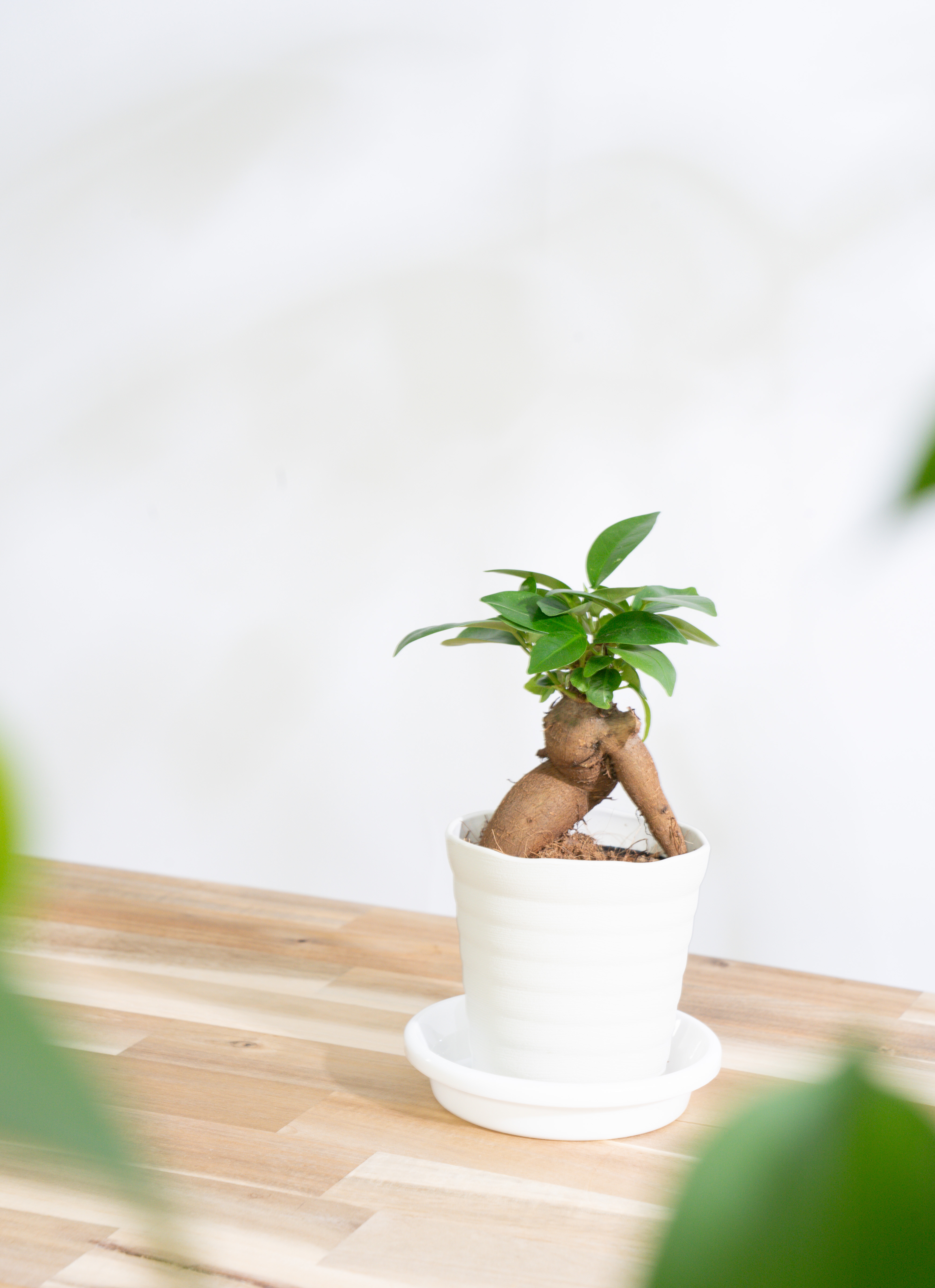観葉植物 初心者にもおすすめお試し3点セット（サンスベリア 4号