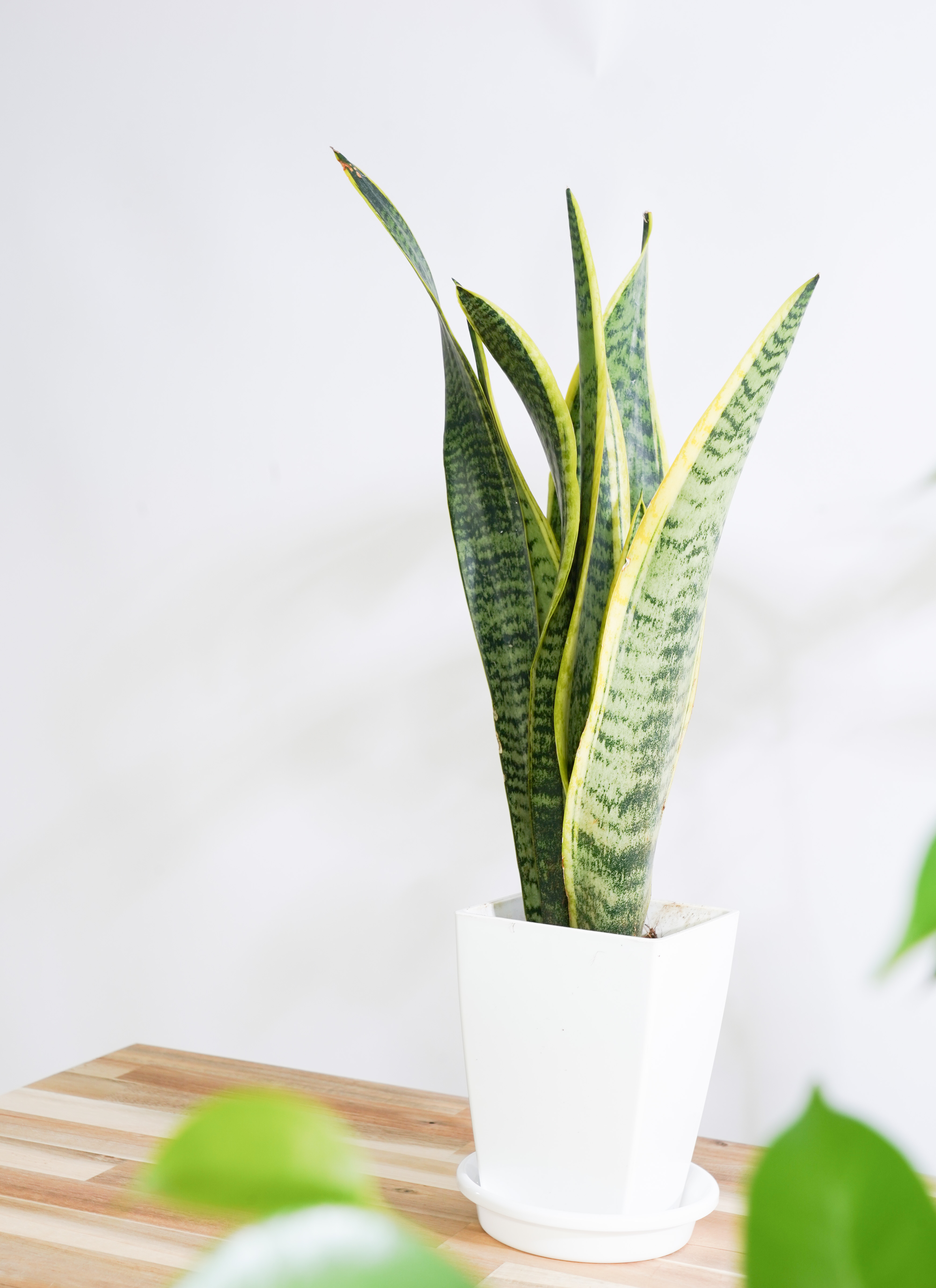 観葉植物 初心者にもおすすめお試し3点セット（サンスベリア 4号
