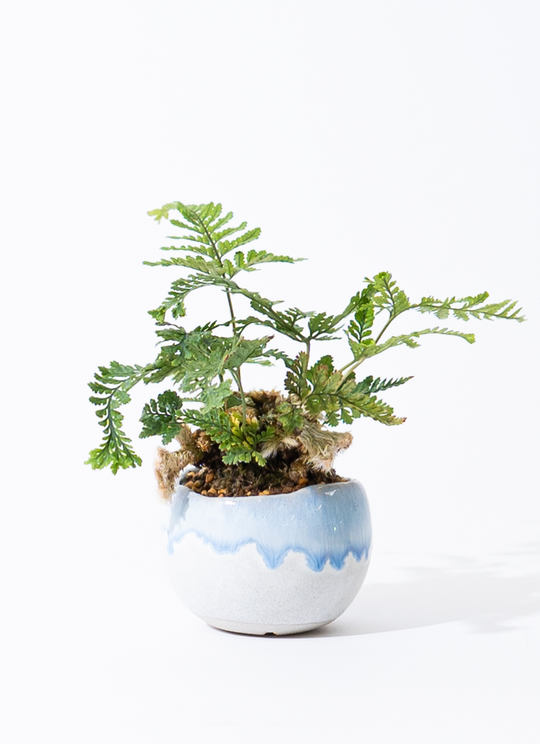 産地直送 猫の手シダ Lサイズ 鉢色 白山／山形 石木花からお届け