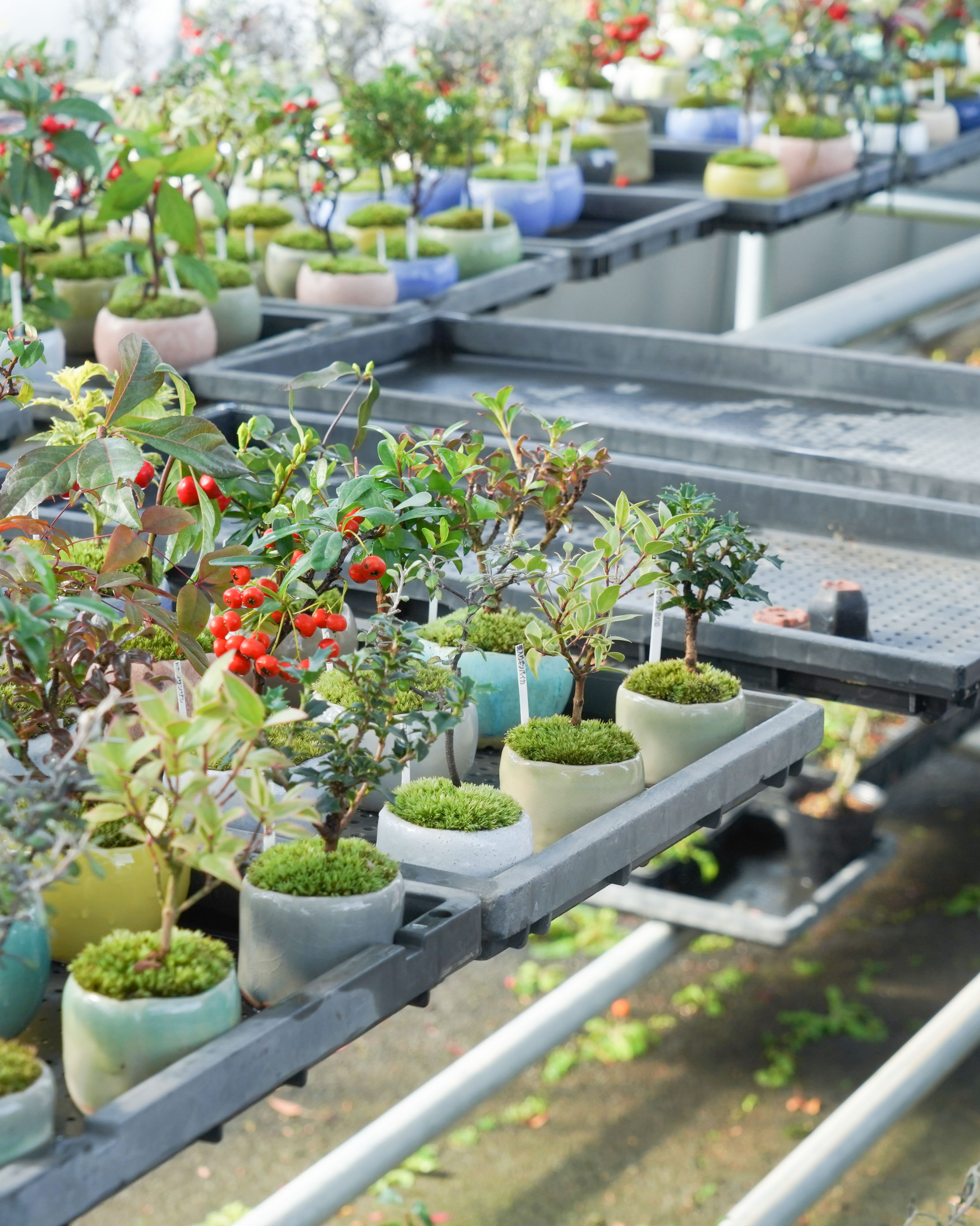 産地直送 猫の手シダ Lサイズ 鉢色 白結晶／山形 石木花からお