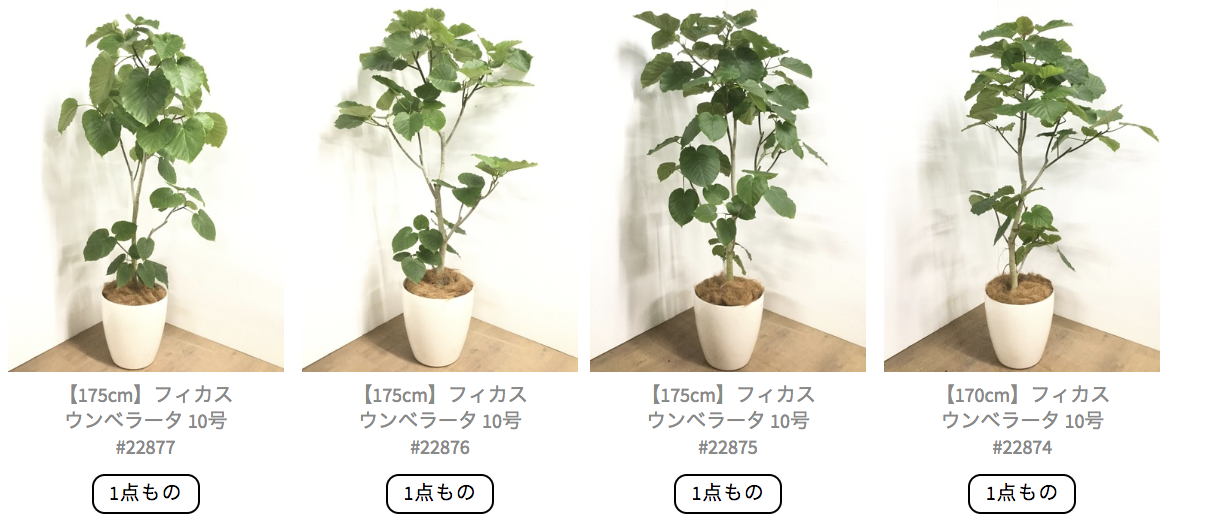 ウンベラータ1点もの