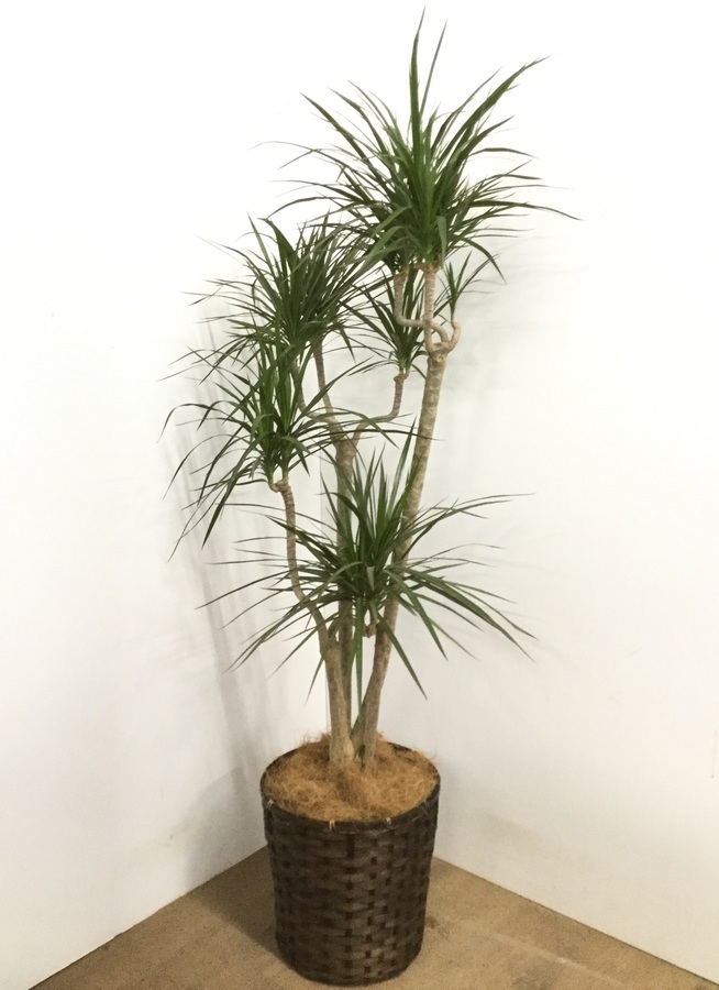 観葉植物 150cm ドラセナ コンシンネ 8号 225 観葉植物ならhitohana ひとはな