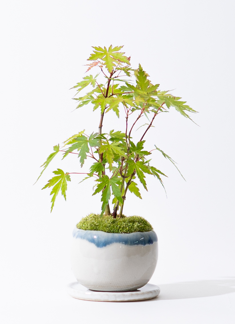 産地直送 ヤマモミジの林 Mサイズ 鉢色 縁染め／山形 石木花から