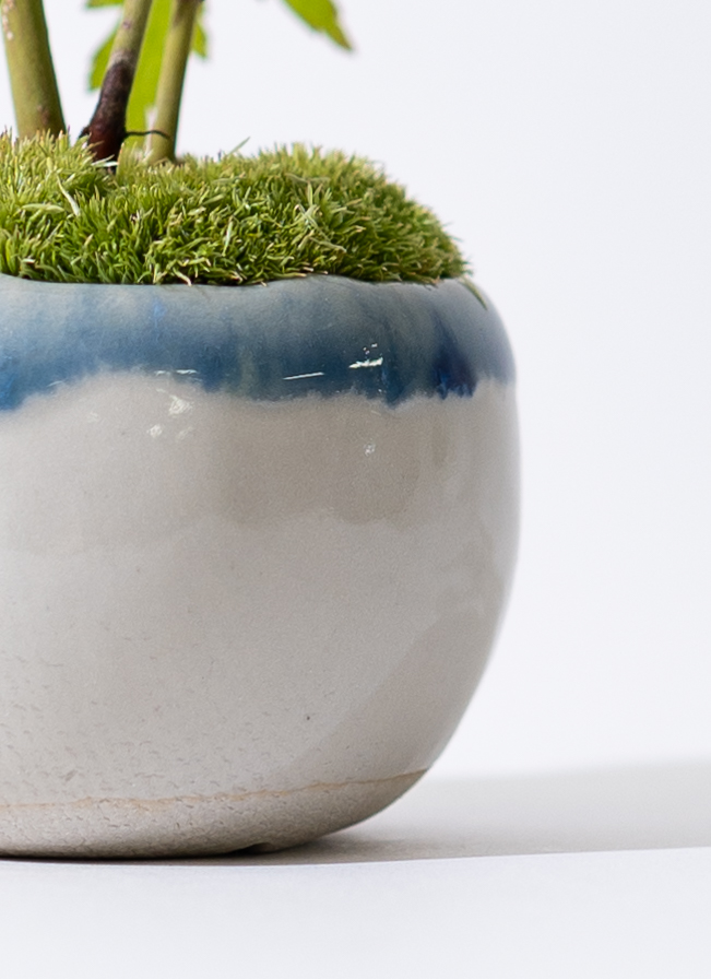 産地直送 ヤマモミジの林 Mサイズ 鉢色 縁染め／山形 石木花からお届け