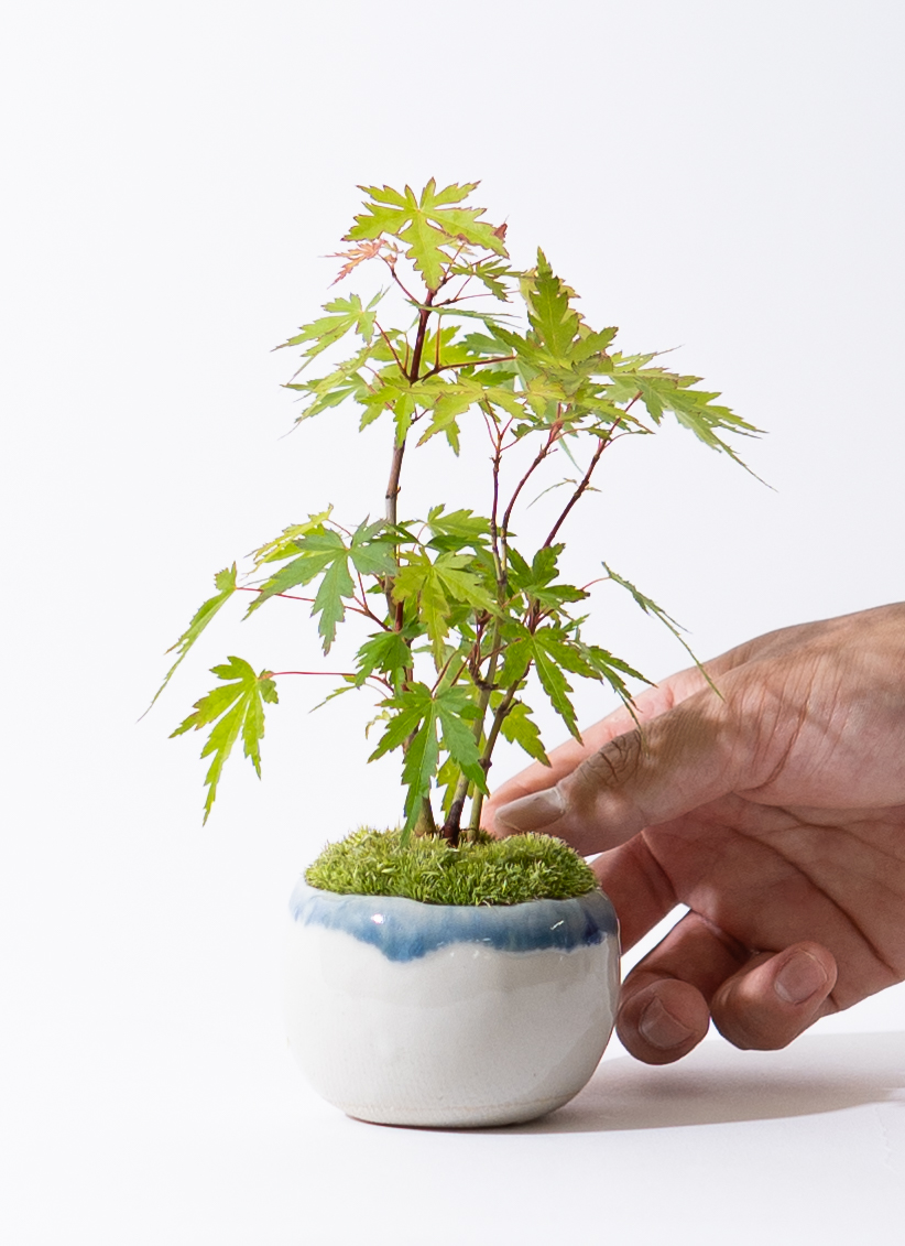 産地直送 ヤマモミジの林 Mサイズ 鉢色 縁染め／山形 石木花から