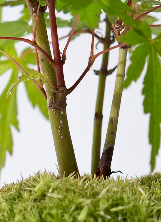 産地直送 ヤマモミジの林 Mサイズ 鉢色 縁染め／山形 石木花から