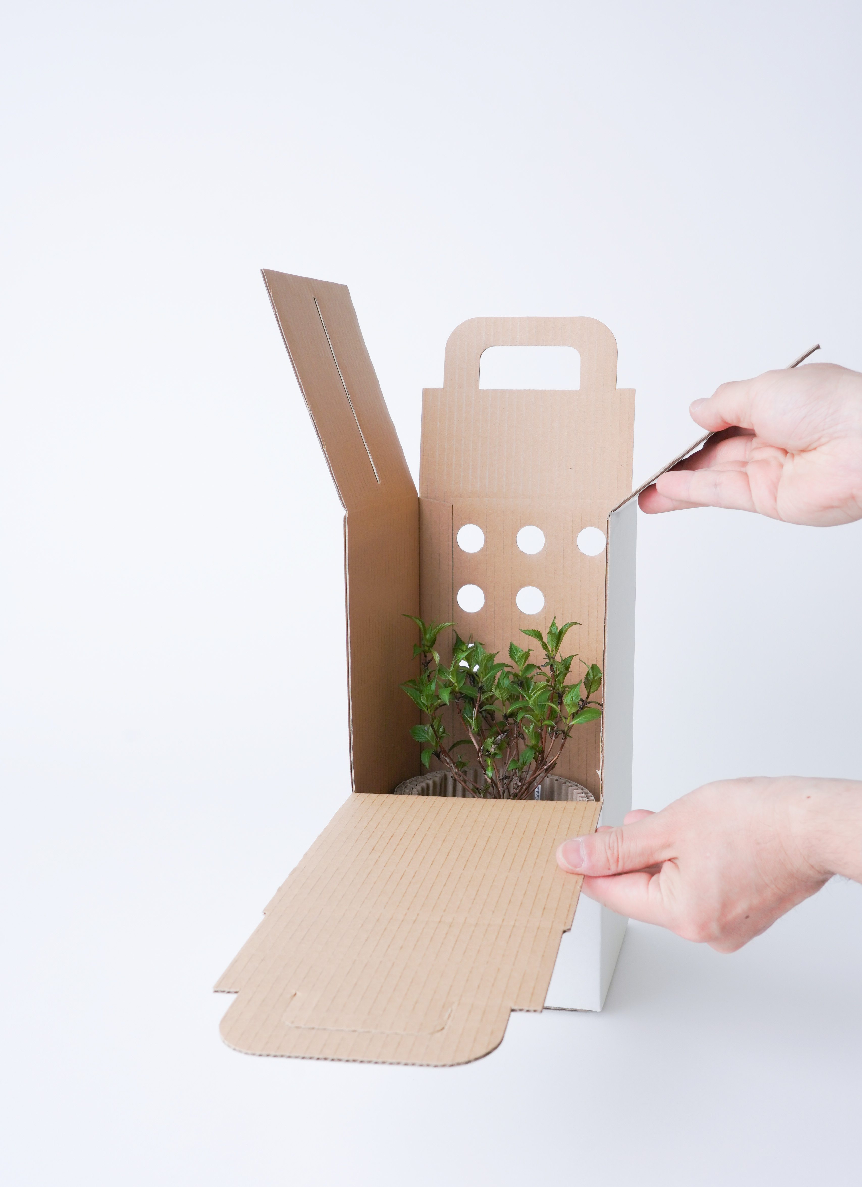 産地直送 ヤマモミジの林 Mサイズ 鉢色 氷青／山形 石木花からお届け