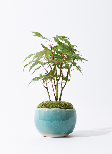 産地直送 ヤマモミジの林 Mサイズ 鉢色 氷青／山形 石木花からお届け