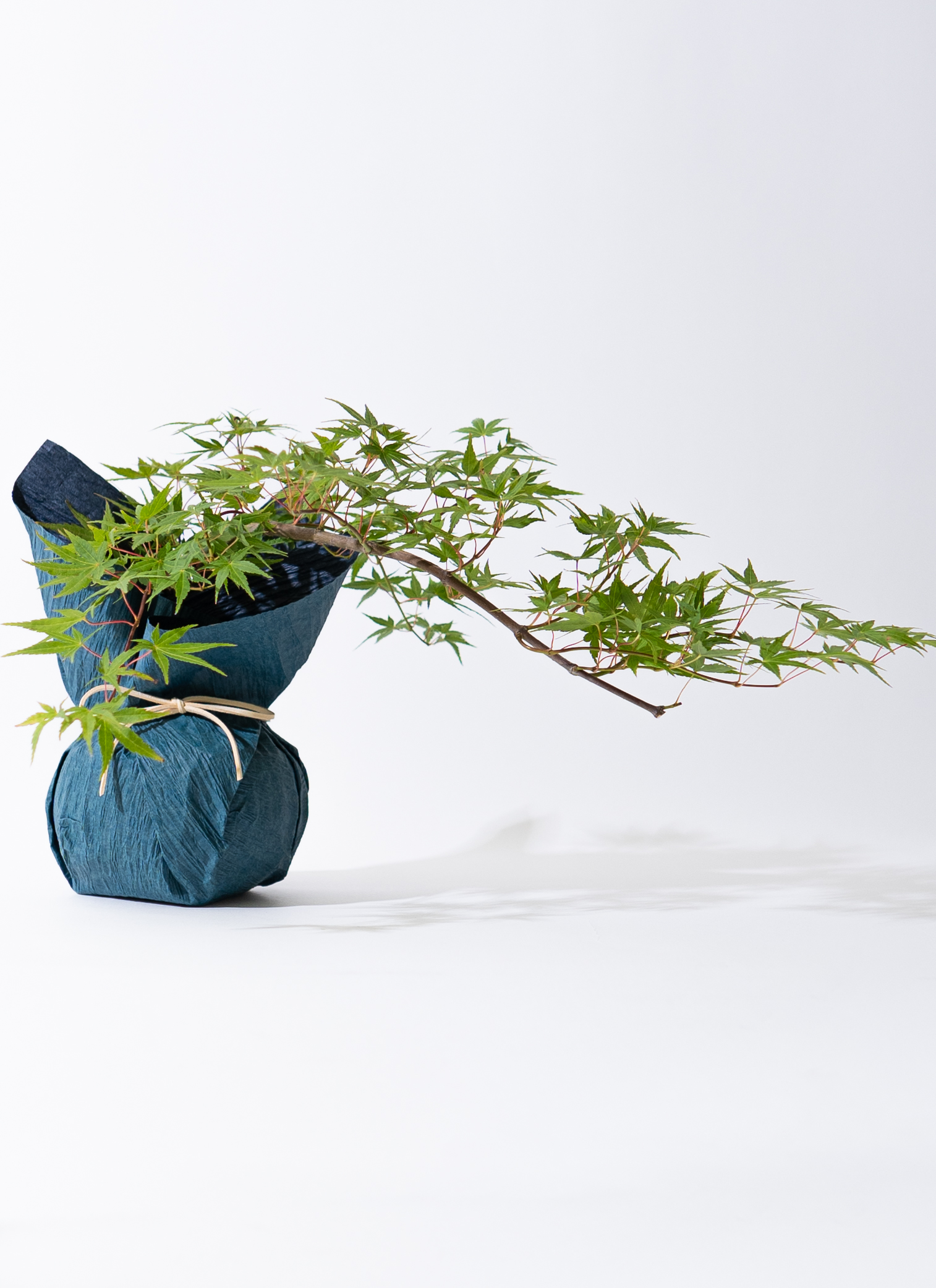 山モミジ盆栽 山モミジ no.129 盆栽 盆栽 盆栽やす 通販 19226965｜Creema(クリーマ)